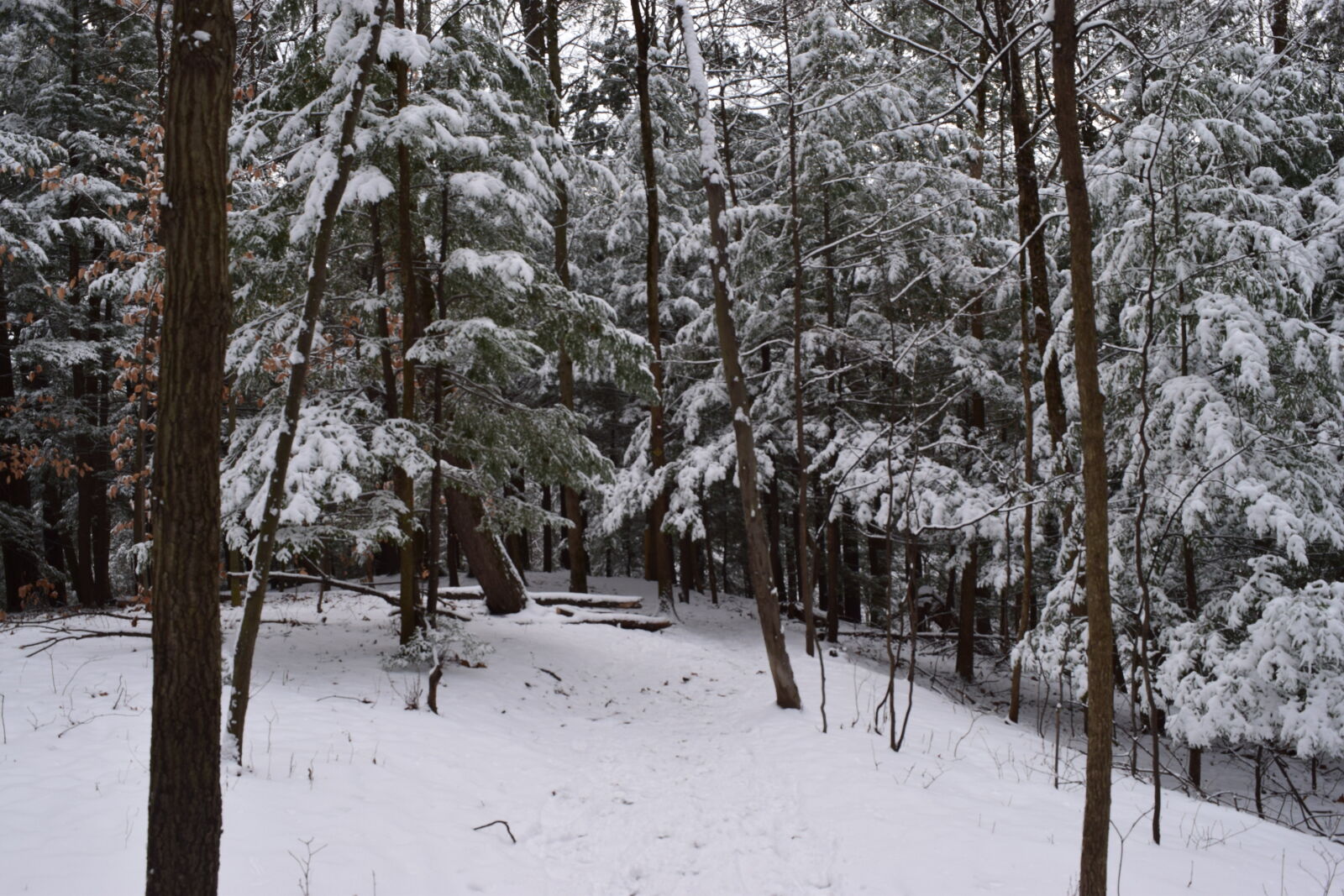 Nikon D3300 sample photo. Snow, trees, winter, winter photography