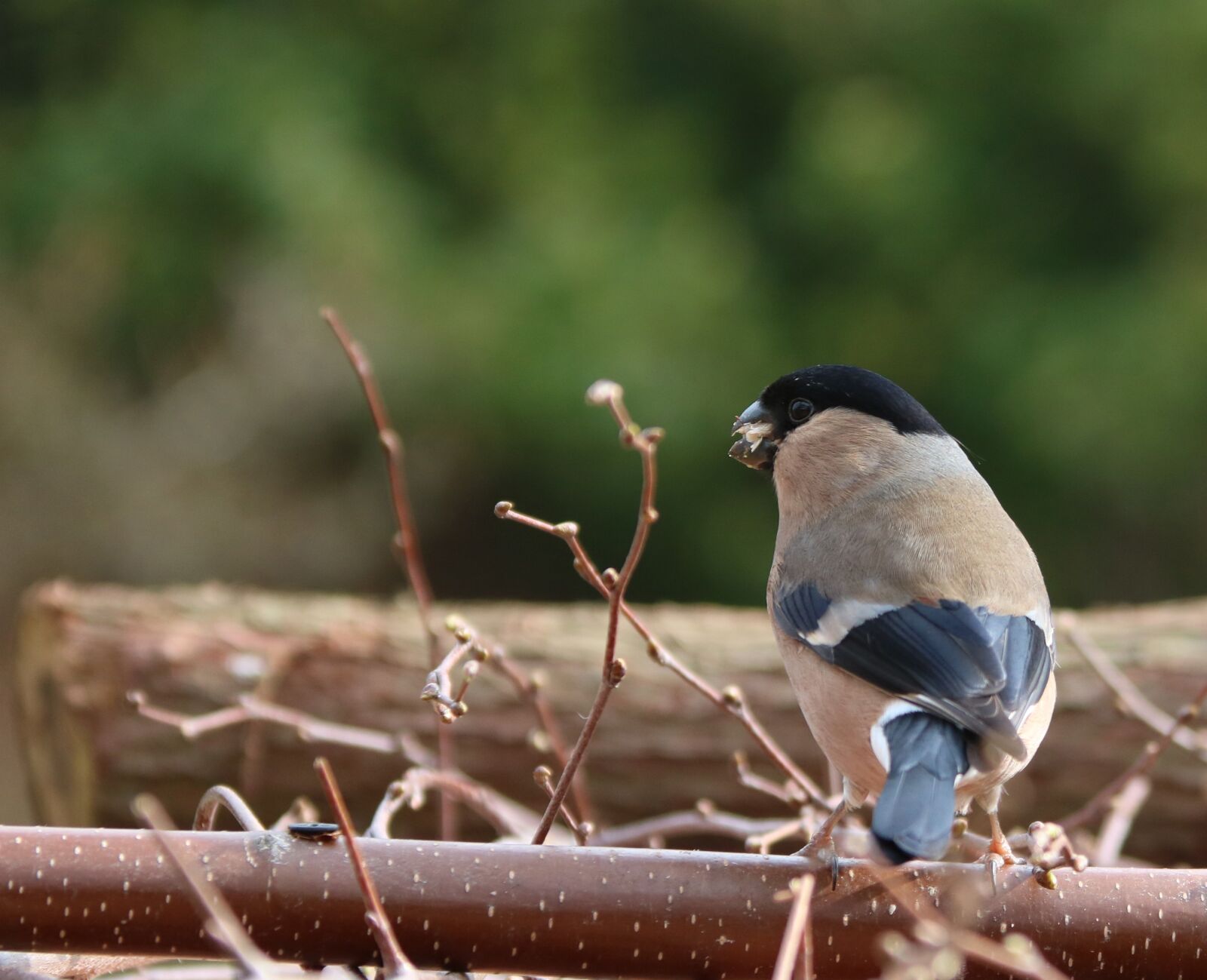 Canon EF 28-135mm F3.5-5.6 IS USM sample photo. Bullfinch, female, garden bird photography
