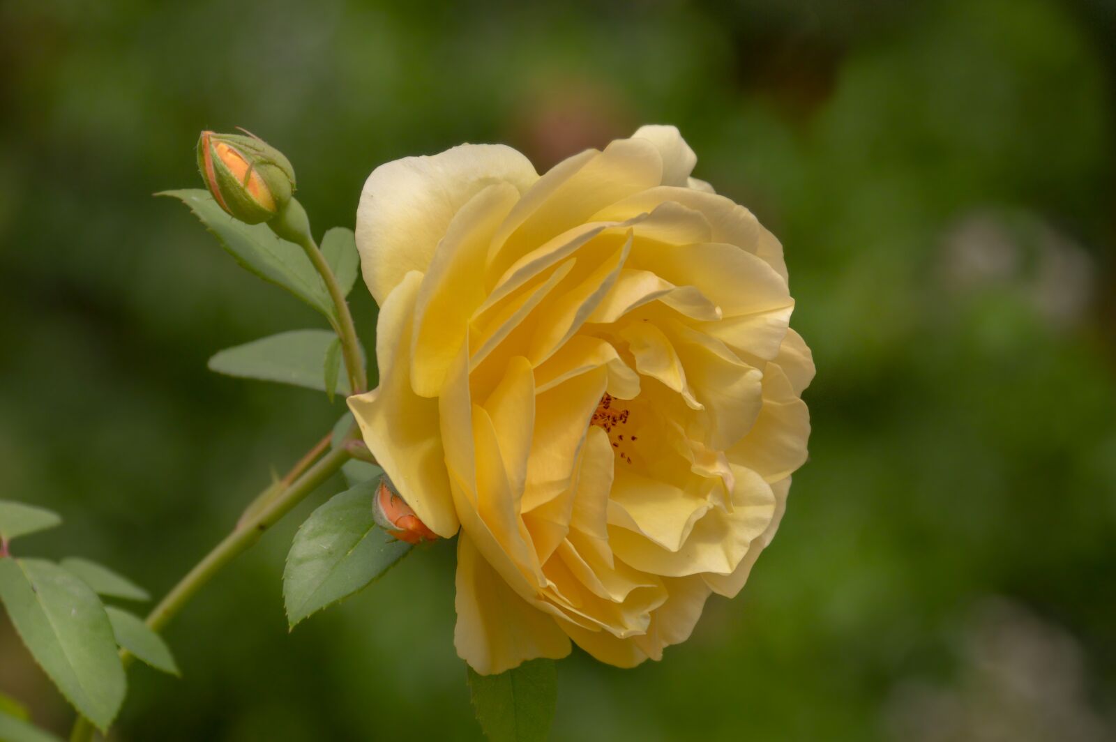 Nikon D3200 sample photo. Flowers, nature, roses photography
