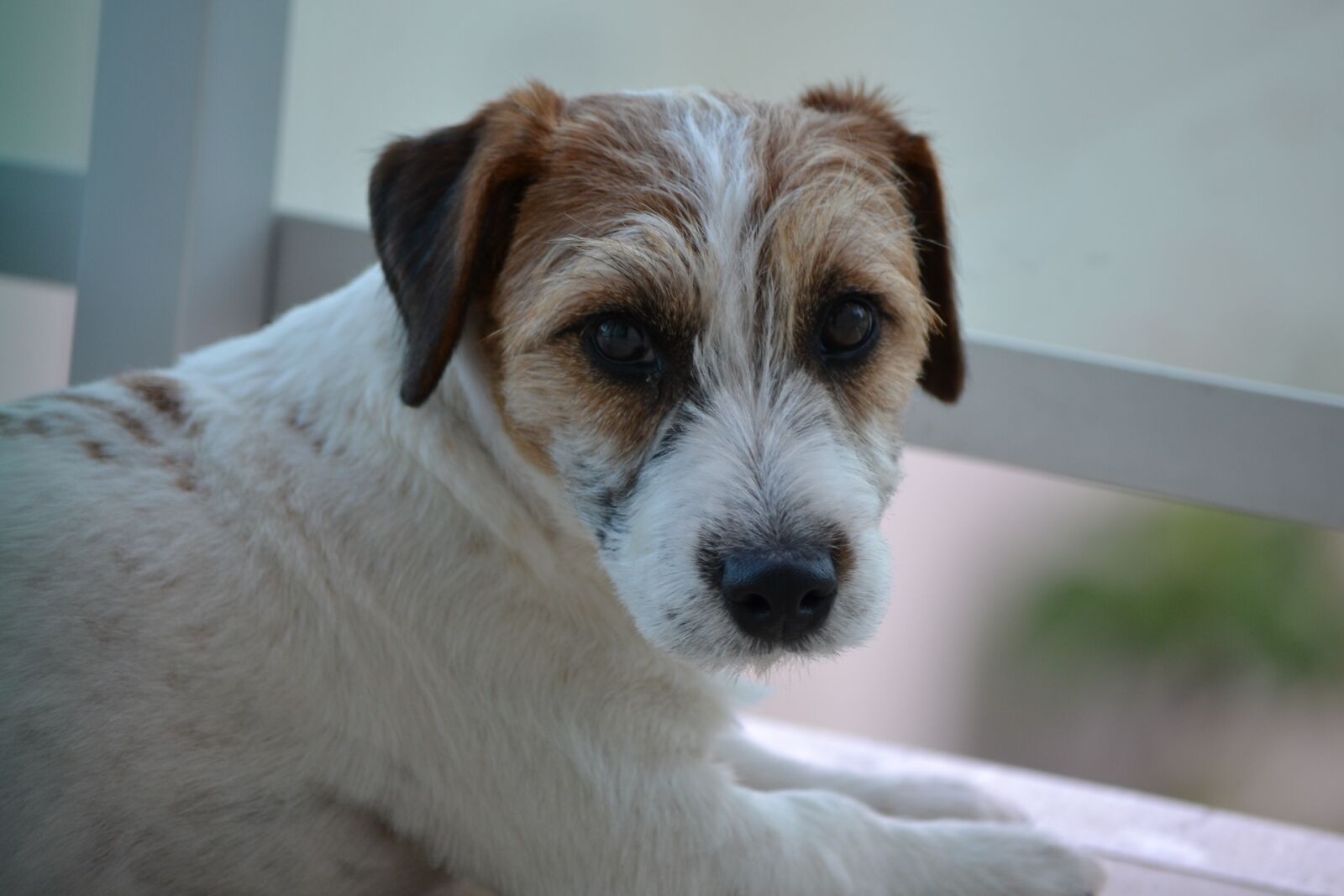 Nikon D3100 sample photo. Dog, terrier, russell photography