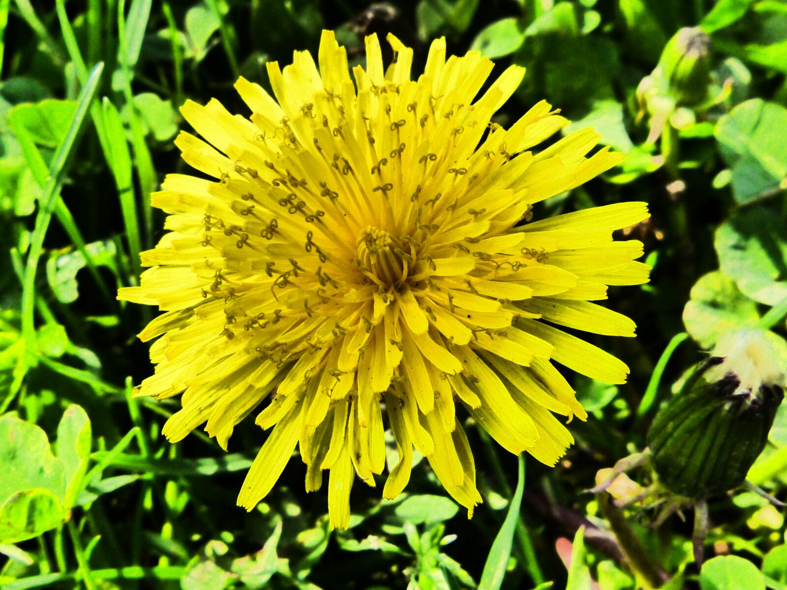 Panasonic DMC-FZ62 sample photo. Dandelion, blossom, bloom photography