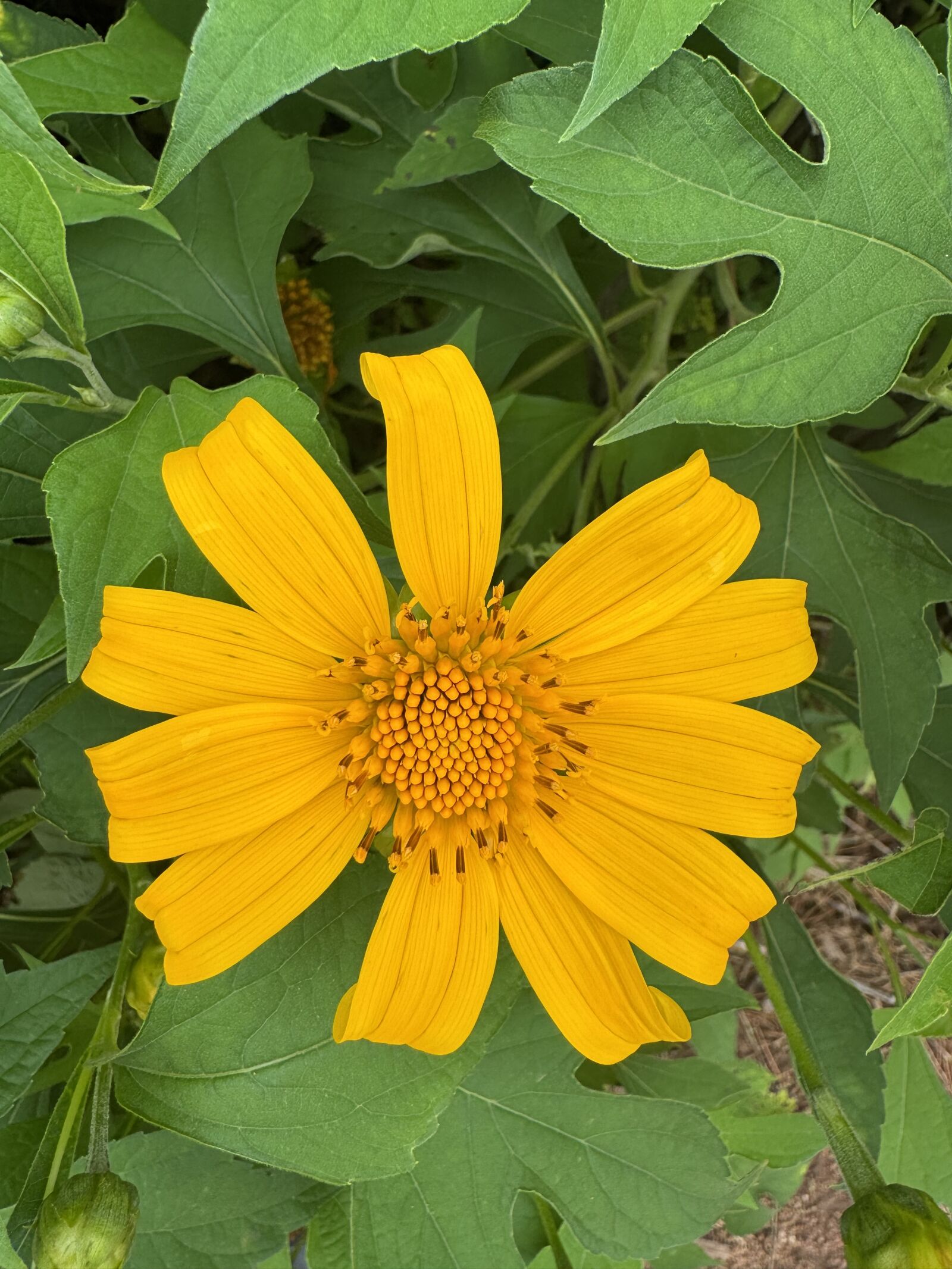 Apple iPhone 15 Pro Max sample photo
