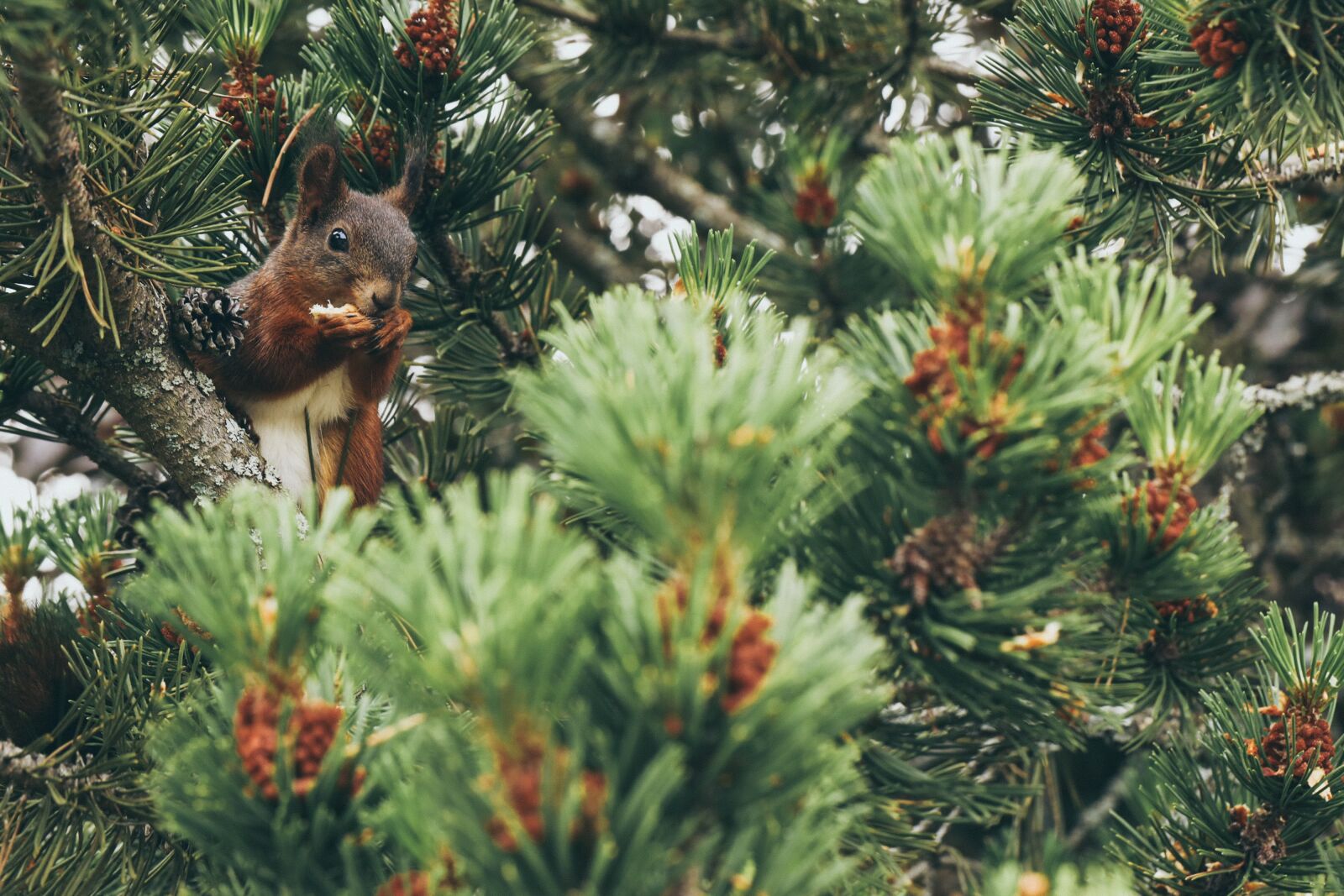 Canon EOS R sample photo. Squirrel, animal, tree photography
