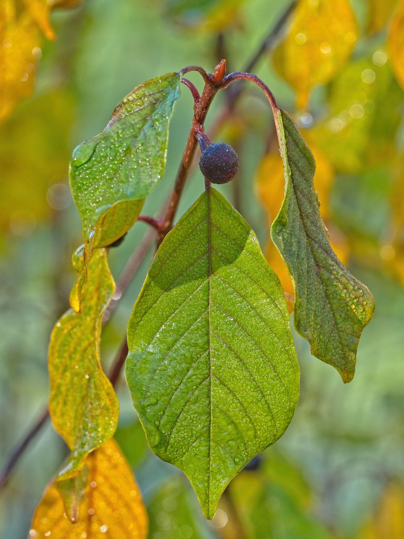 Sigma 105mm F2.8 EX DG OS HSM sample photo. Leaf, autumn, water photography