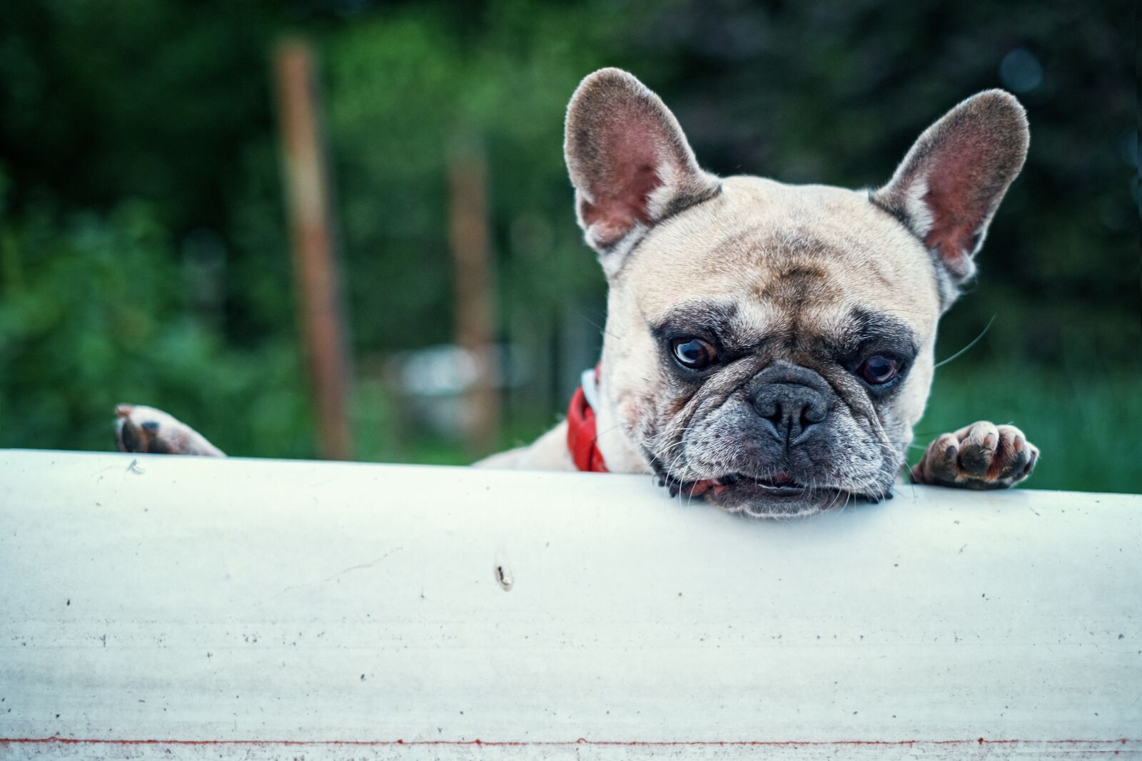 Fujifilm X-E1 + Fujifilm XF 35mm F1.4 R sample photo. French bulldog, bath, interest photography