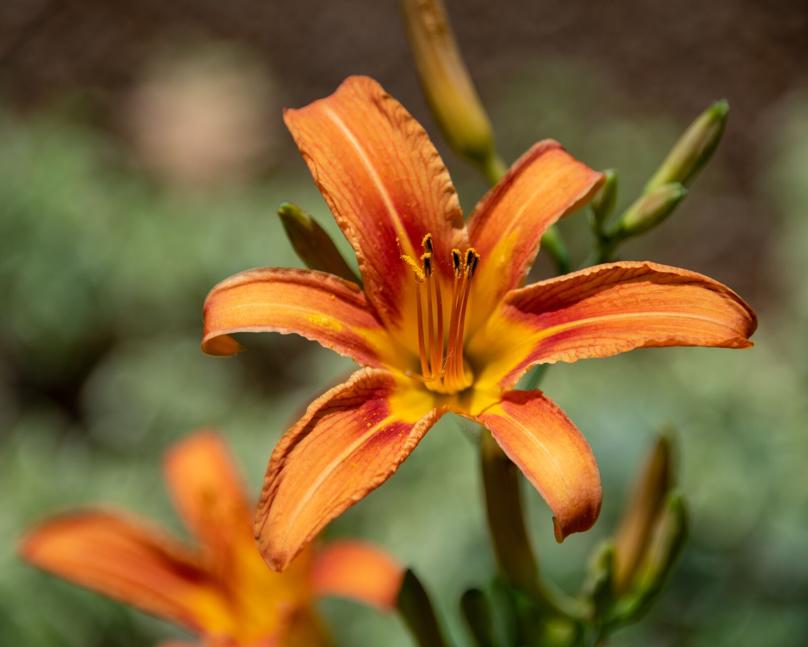 Nikon D850 sample photo. Lily, orange lily, nature photography