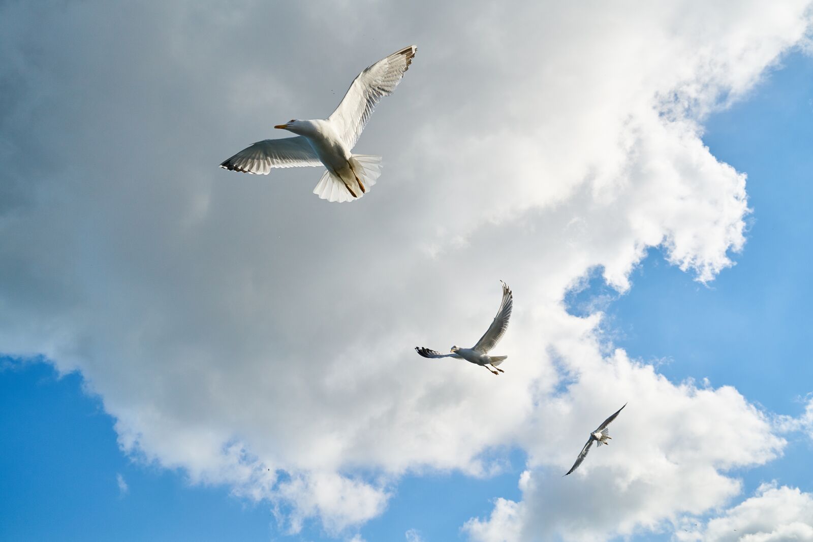 Sony a7R II sample photo. Seagull, bird, gulls photography