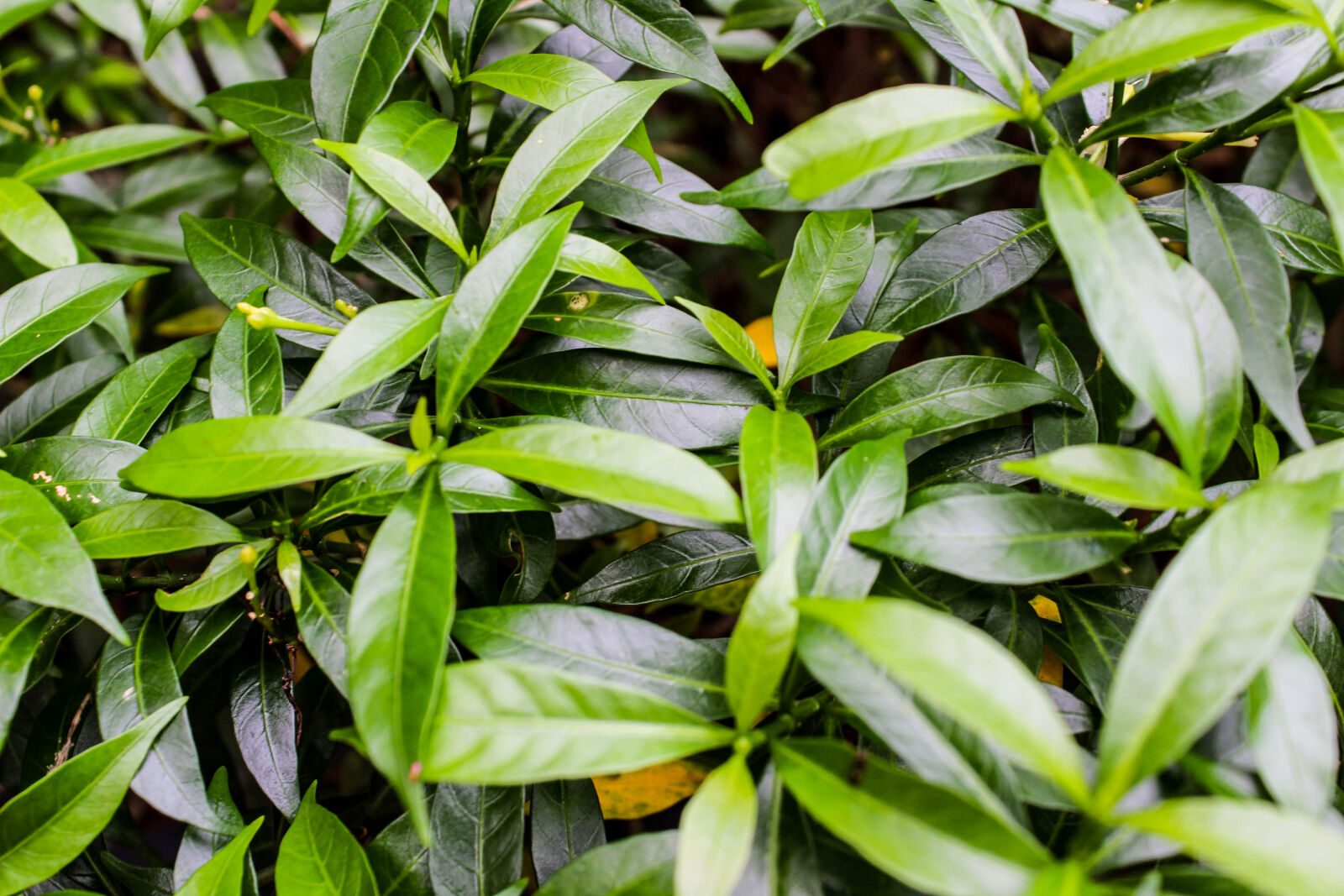 Canon EOS 1300D (EOS Rebel T6 / EOS Kiss X80) sample photo. Desktop, wallpaper, green, maple photography