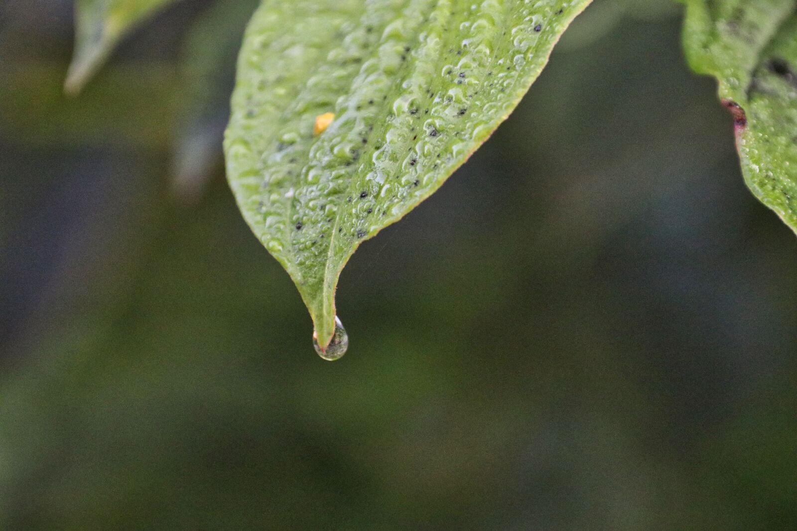 Canon EOS 80D sample photo. Leaf, plant, drip photography