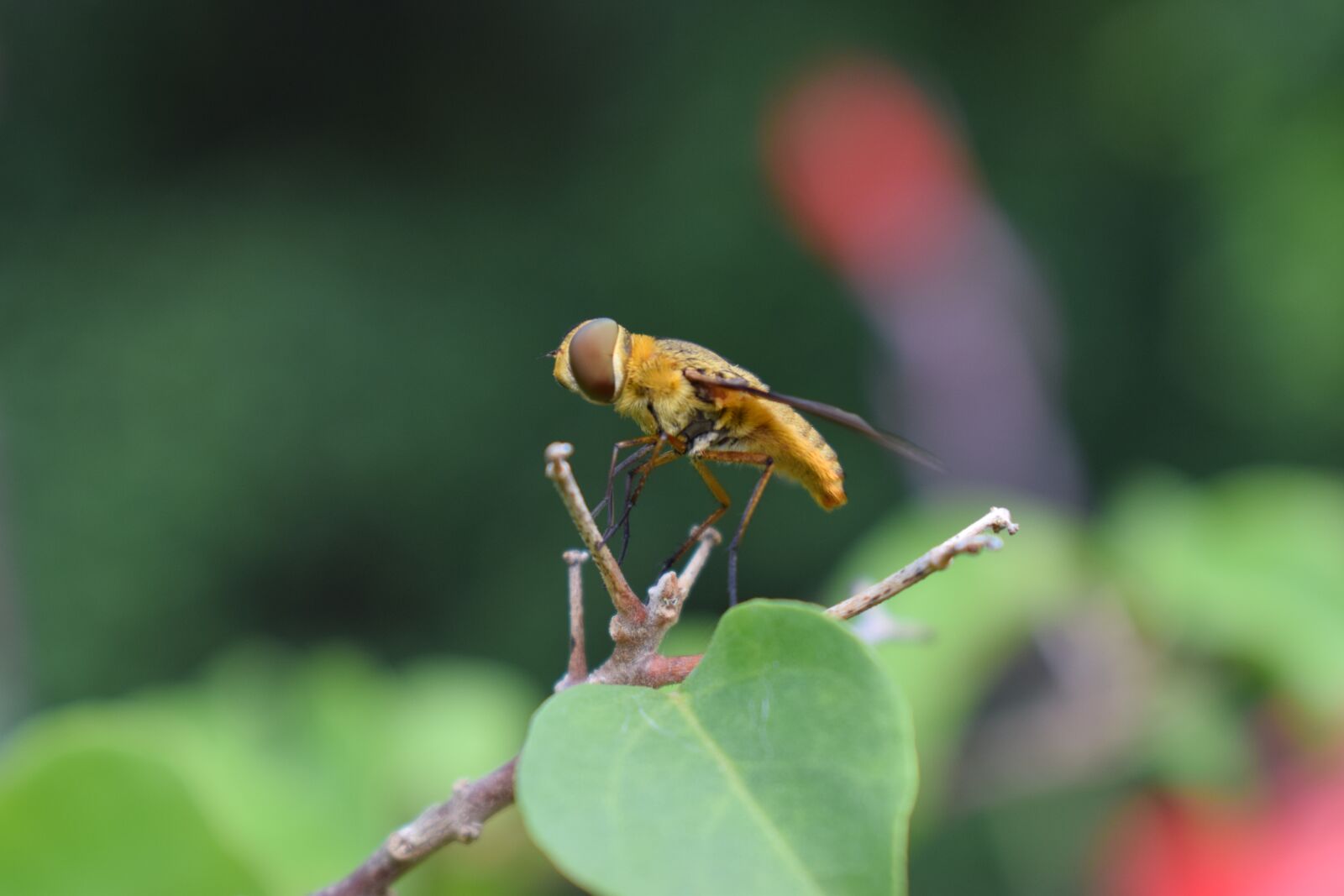 Nikon D5300 sample photo. Bees, the leaves, neck photography
