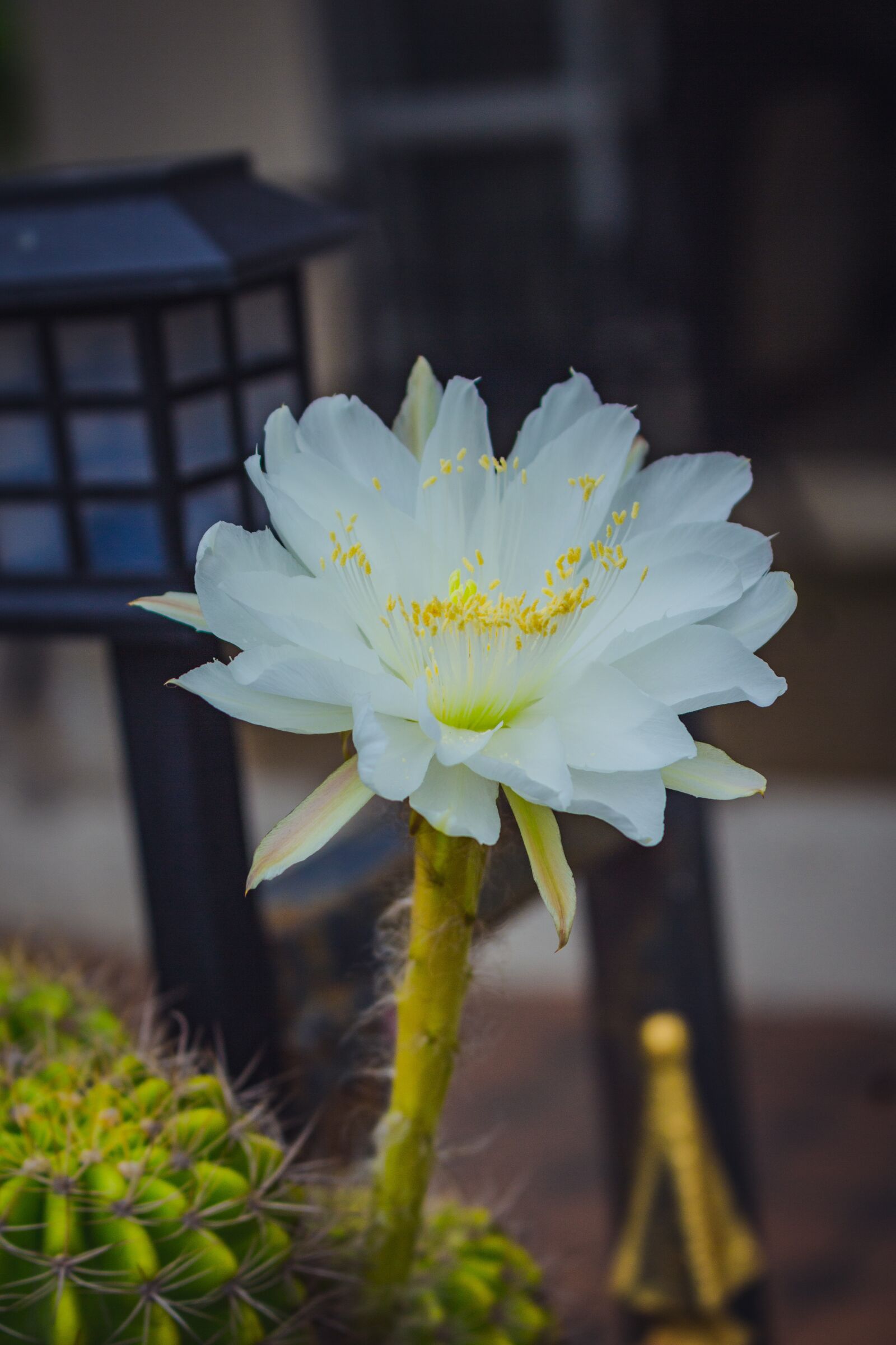 Canon EOS 700D (EOS Rebel T5i / EOS Kiss X7i) sample photo. White, leaves, flora photography