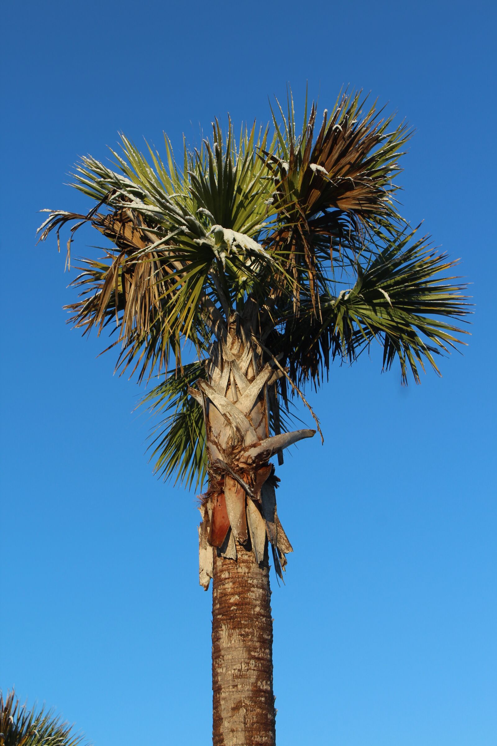 Canon EOS 1200D (EOS Rebel T5 / EOS Kiss X70 / EOS Hi) sample photo. Earth hour, nature, palm photography