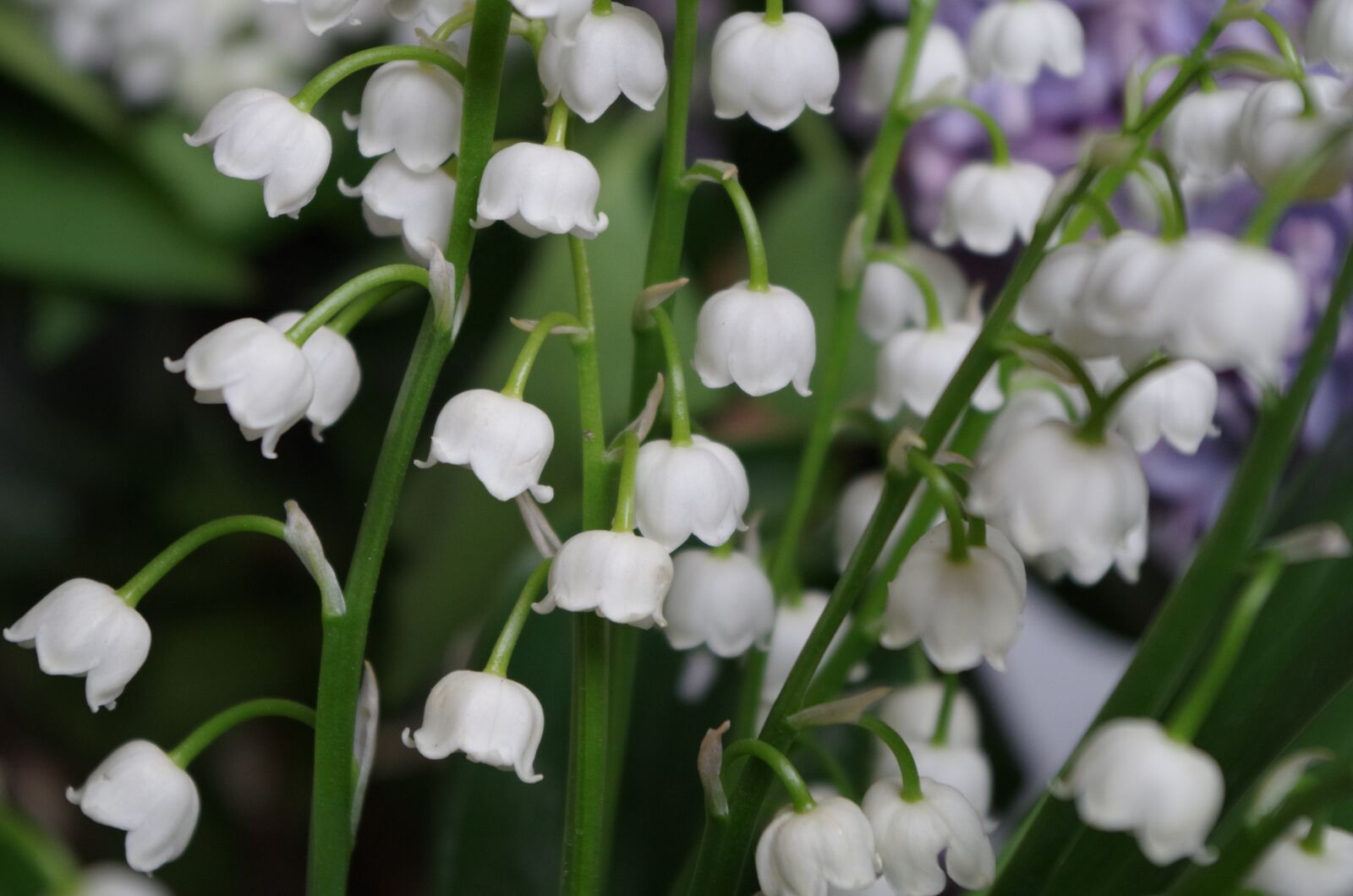 Pentax K-50 sample photo. White lilies of the photography