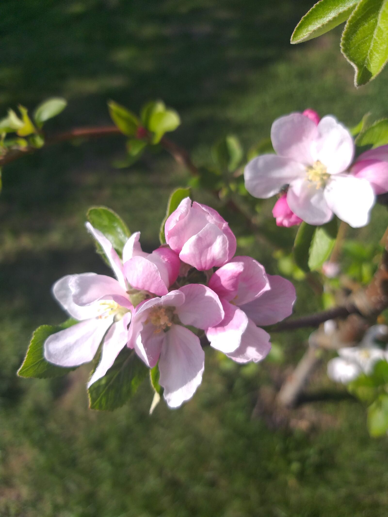 Samsung Galaxy A6+ sample photo. Blossom, spring, season photography
