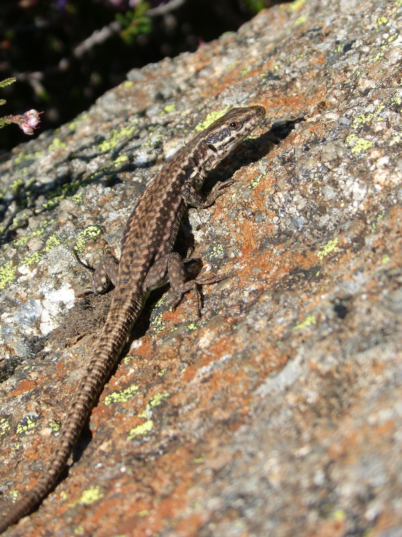Panasonic DMC-FZ62 sample photo. Lizard, lizard iberian, rock photography