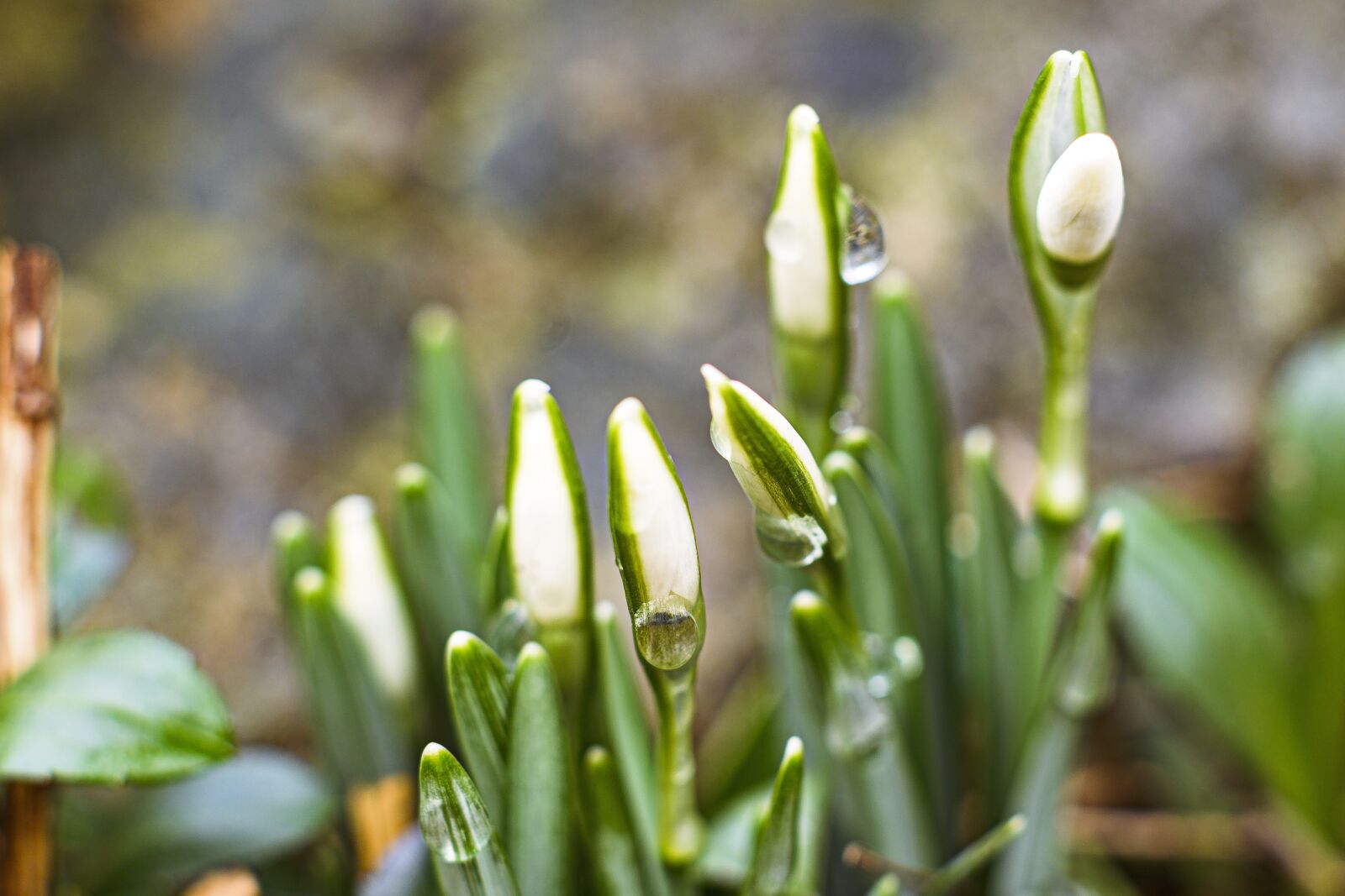 Nikon Z6 sample photo. Flowers, macro, spring photography