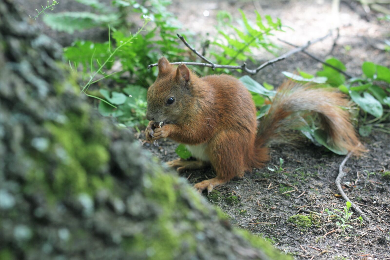Canon EOS 600D (Rebel EOS T3i / EOS Kiss X5) + Canon EF 50mm F1.8 II sample photo. The squirrel, park, kita photography