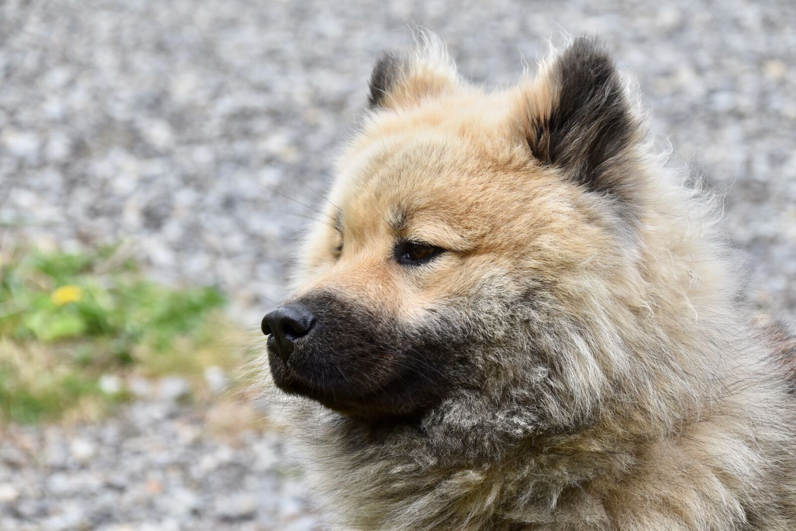 Nikon D5600 sample photo. Dog, dog portrait, dog photography