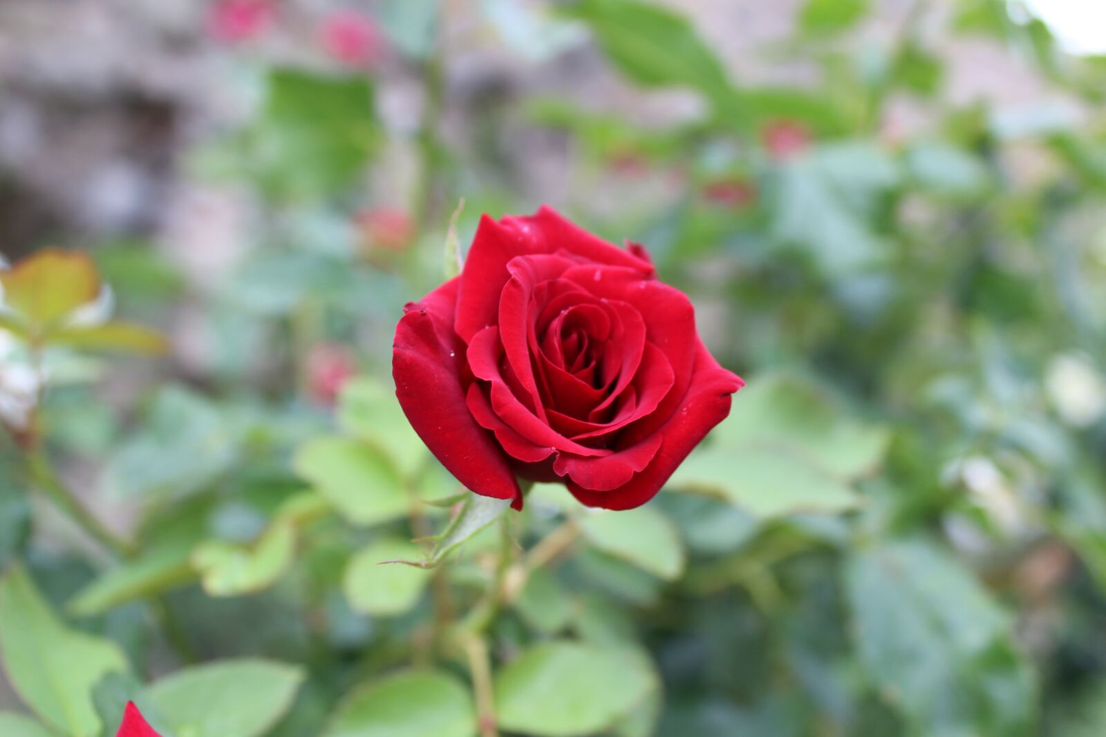 Canon EOS 1300D (EOS Rebel T6 / EOS Kiss X80) sample photo. Rose, floral, flora photography