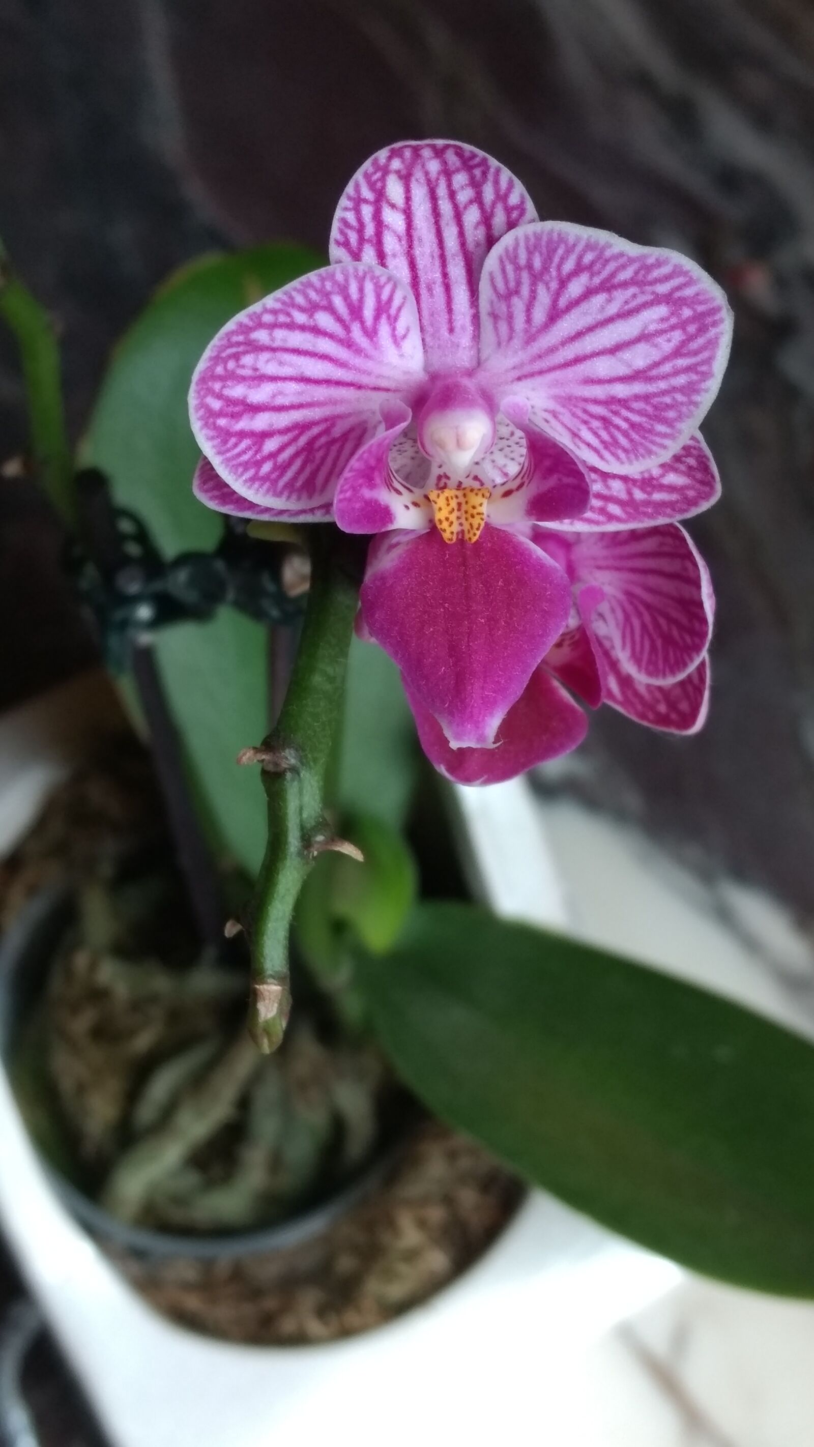 Motorola Moto G (4) sample photo. Flower, flora, nature photography