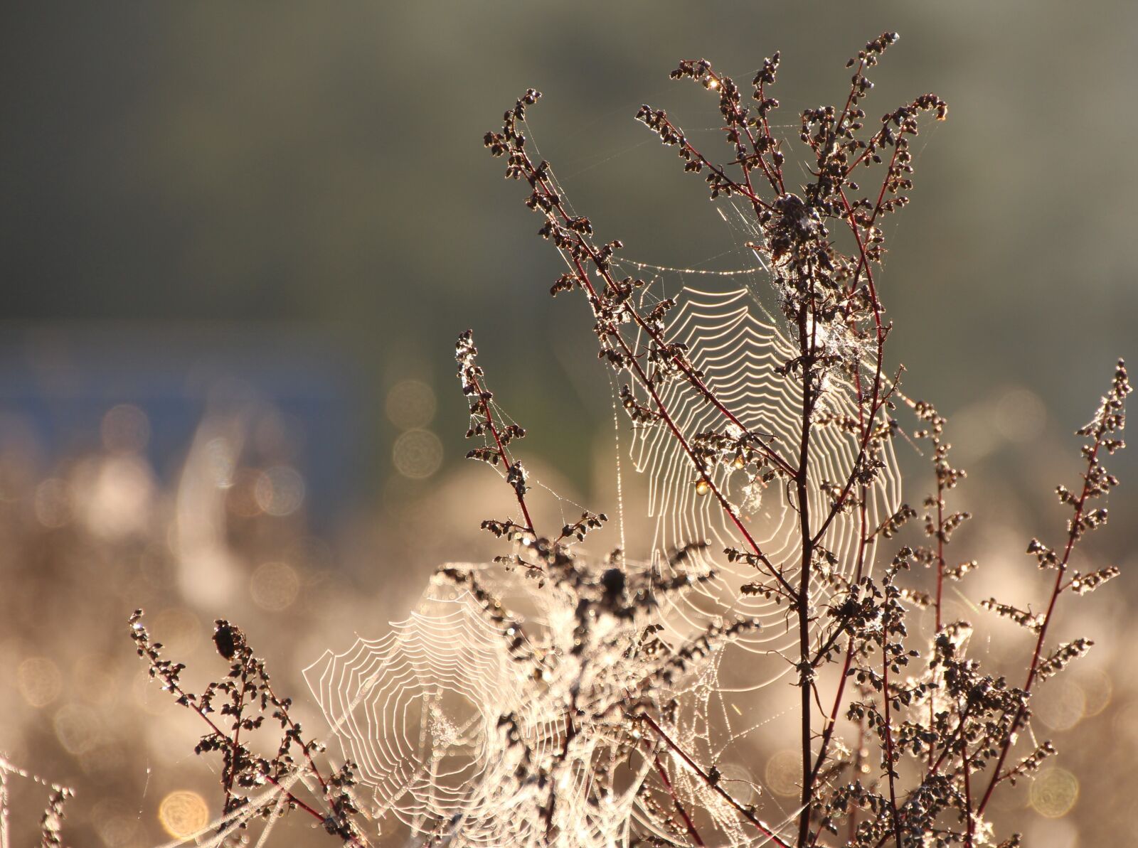 Canon EOS 650D (EOS Rebel T4i / EOS Kiss X6i) sample photo. Cobweb, dew, moist photography
