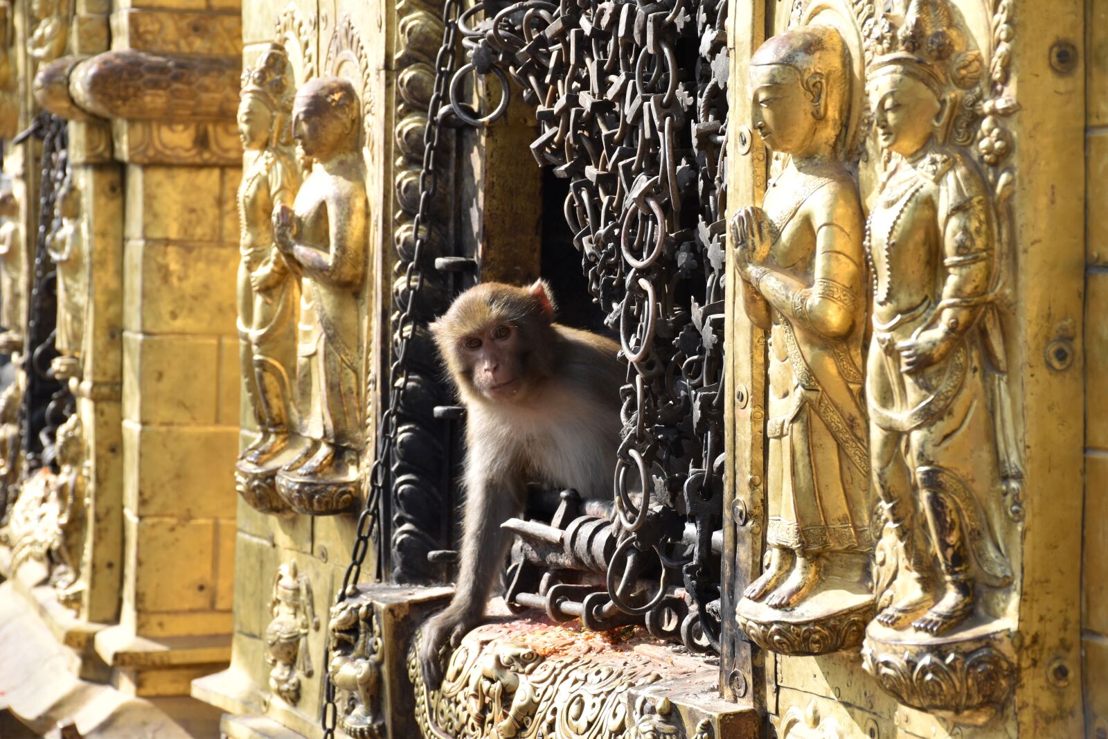 Nikon D5500 sample photo. Religion, monkey, temple photography