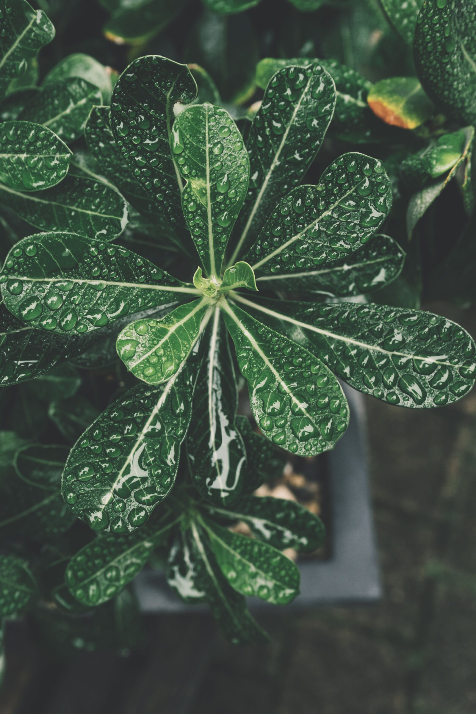 Sony a7 II + Sony FE 28-70mm F3.5-5.6 OSS sample photo. Biology, blur, bonsai, botanical photography