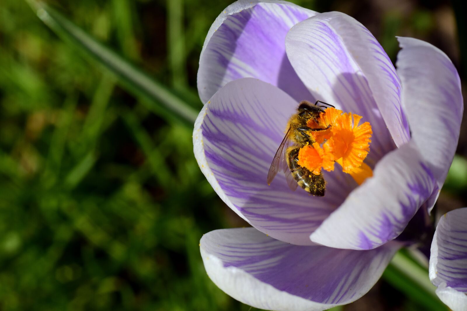 Nikon D3300 sample photo. Crocus, bee, collect photography