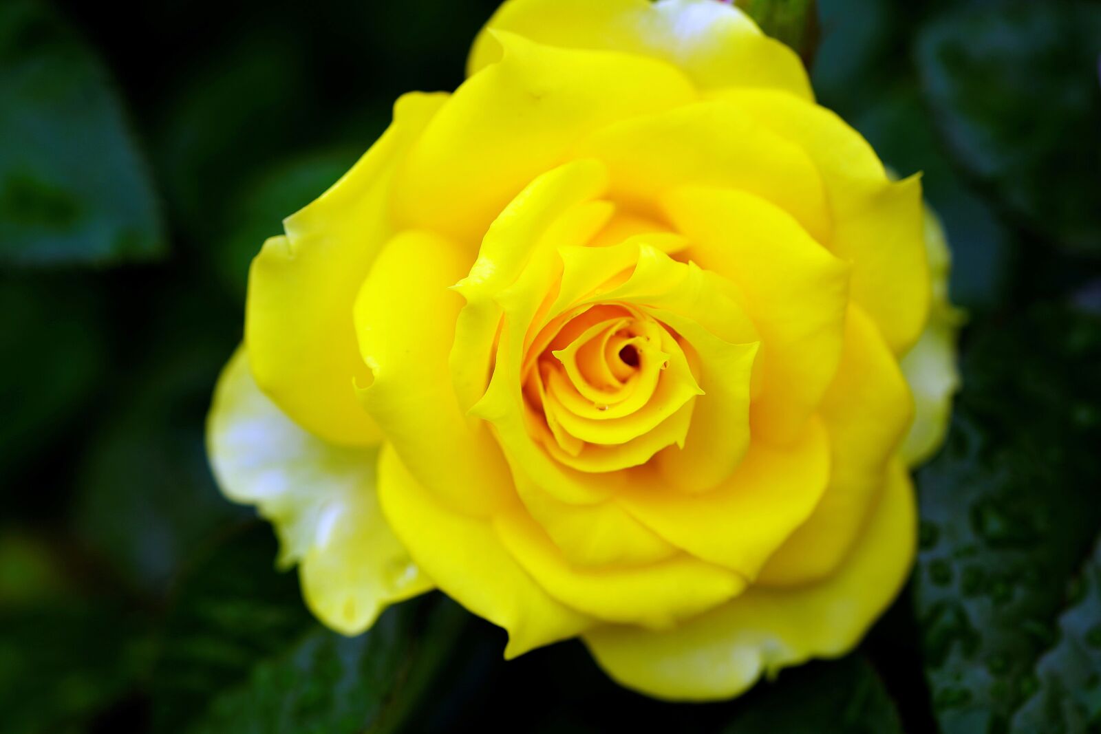 Sony FE 90mm F2.8 Macro G OSS sample photo. Romance, rose, love photography