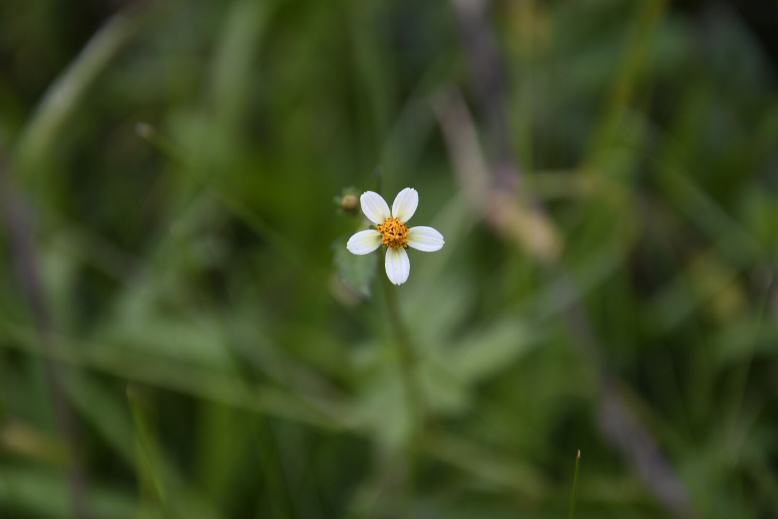 Nikon D7500 sample photo. Flower, green, prado photography