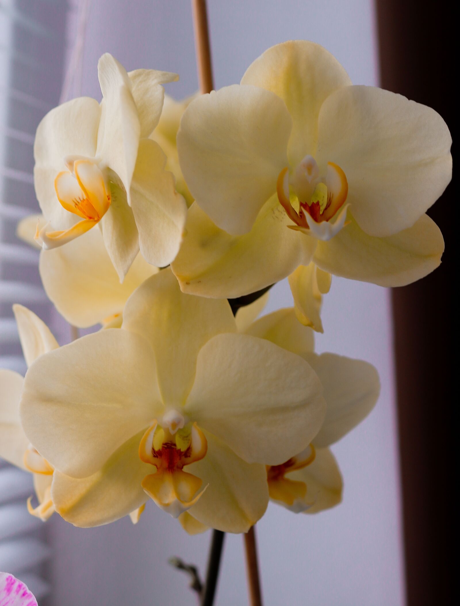 Canon EOS 100D (EOS Rebel SL1 / EOS Kiss X7) sample photo. Orchid, phalaenopsis, flower photography