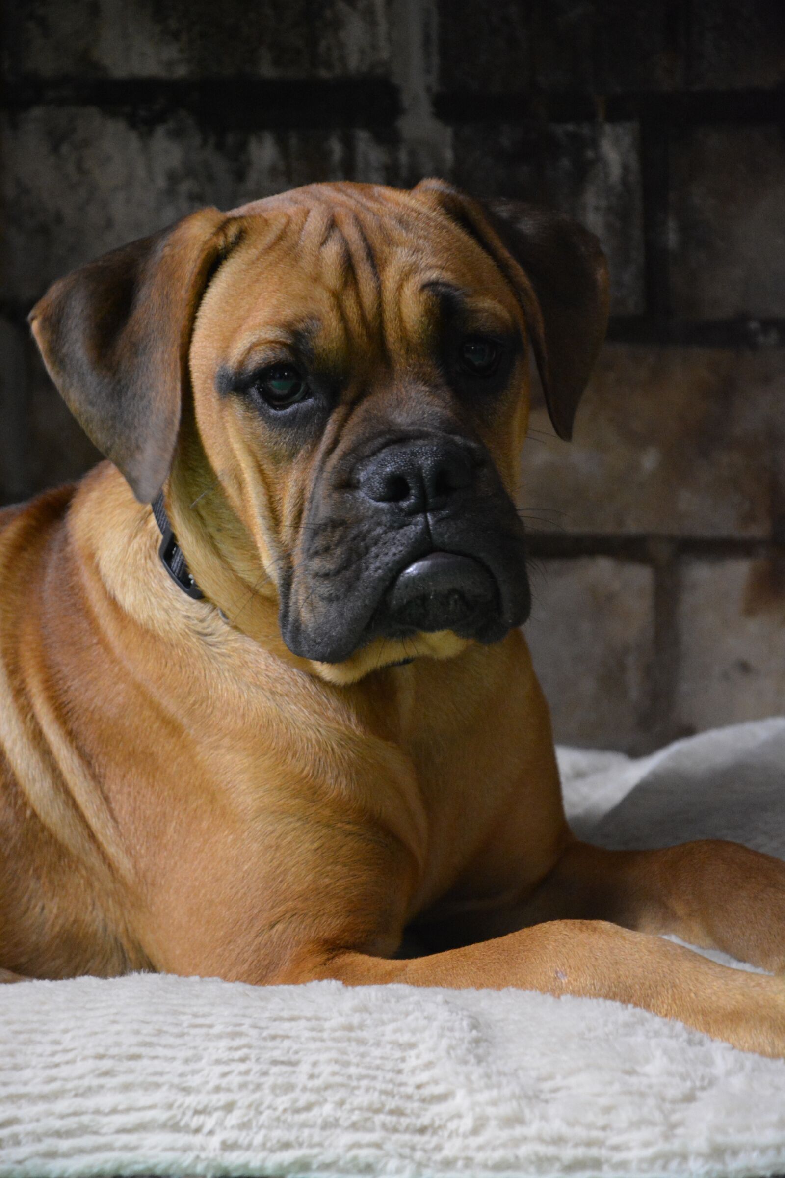 Nikon D5200 sample photo. Dog, boxer, puppy photography