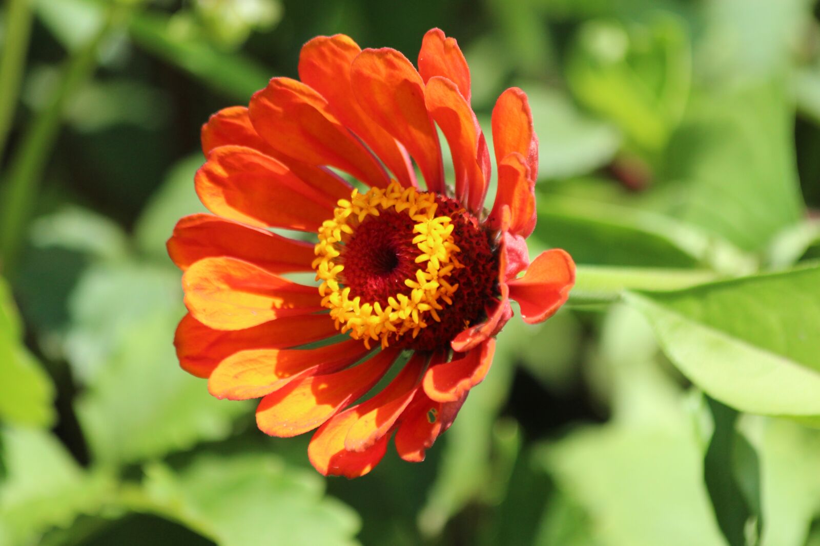 Canon EOS 650D (EOS Rebel T4i / EOS Kiss X6i) sample photo. Zinnia, flower, nature photography