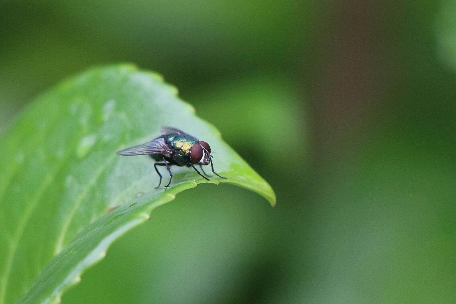 Canon EOS 70D sample photo. Fly, green, insect photography
