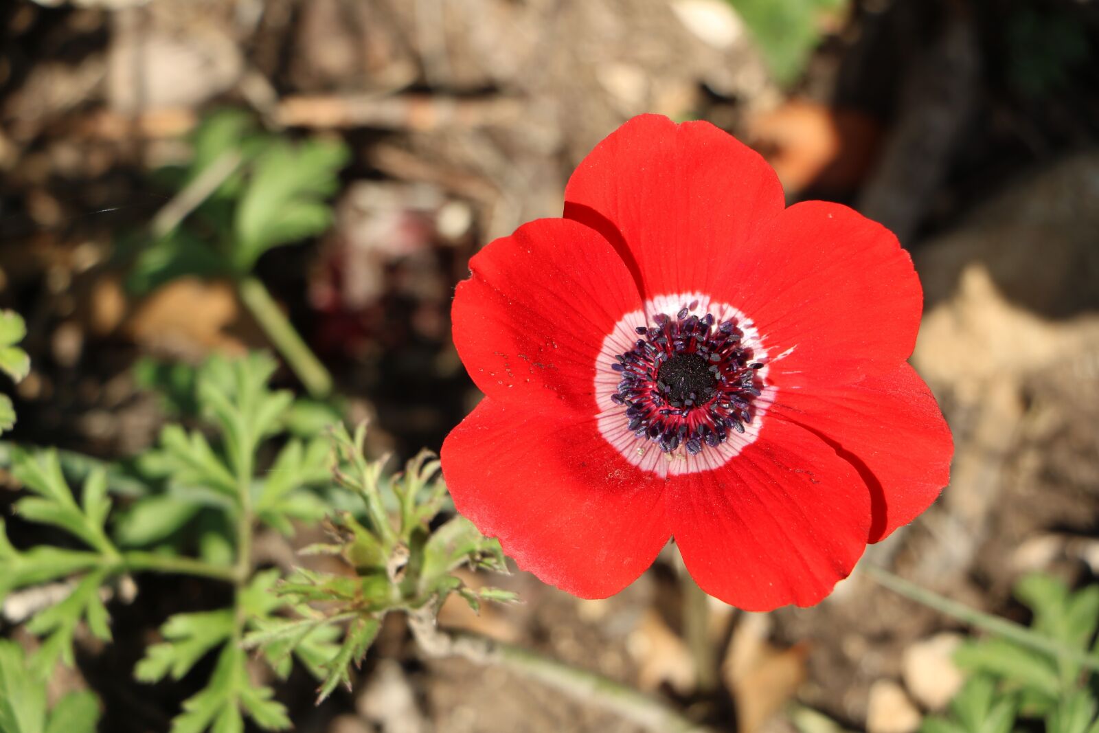 Canon EOS 760D (EOS Rebel T6s / EOS 8000D) sample photo. Flower, red, nature photography
