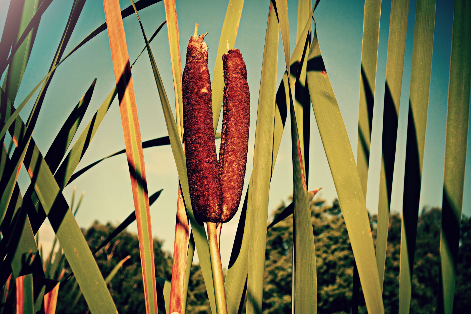 Sony Cyber-shot DSC-RX100 sample photo. Marsh, nature, plant, reed photography