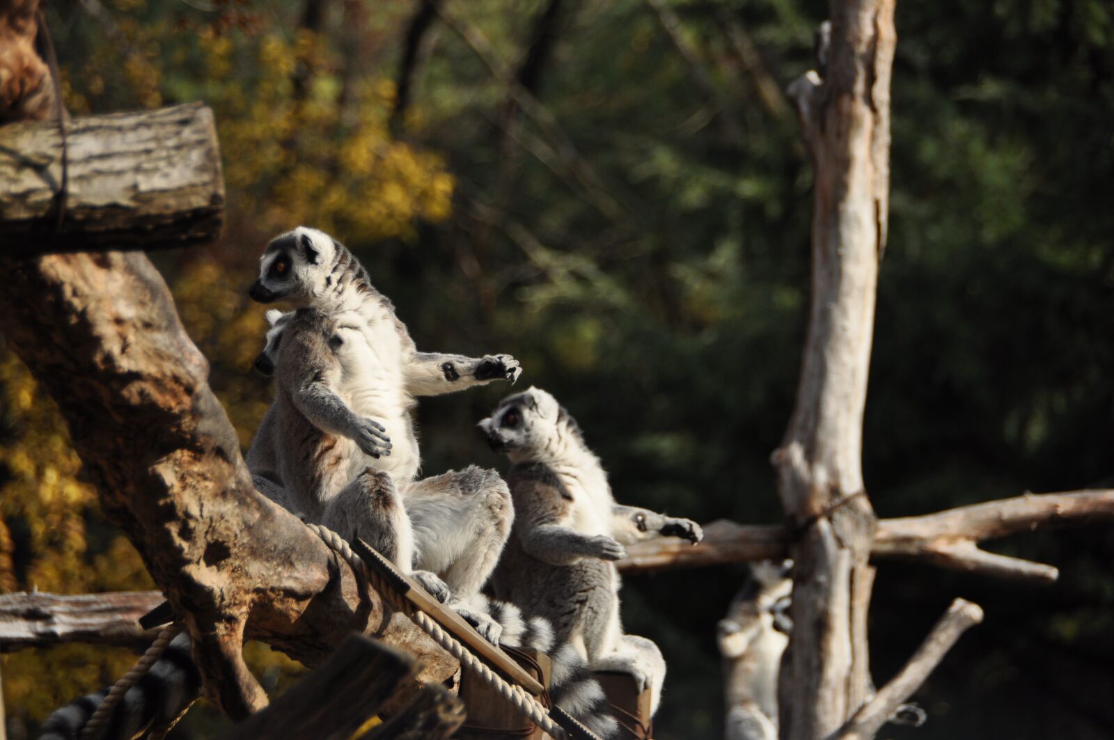 Nikon D90 sample photo. Zoo, lemur, autumn photography
