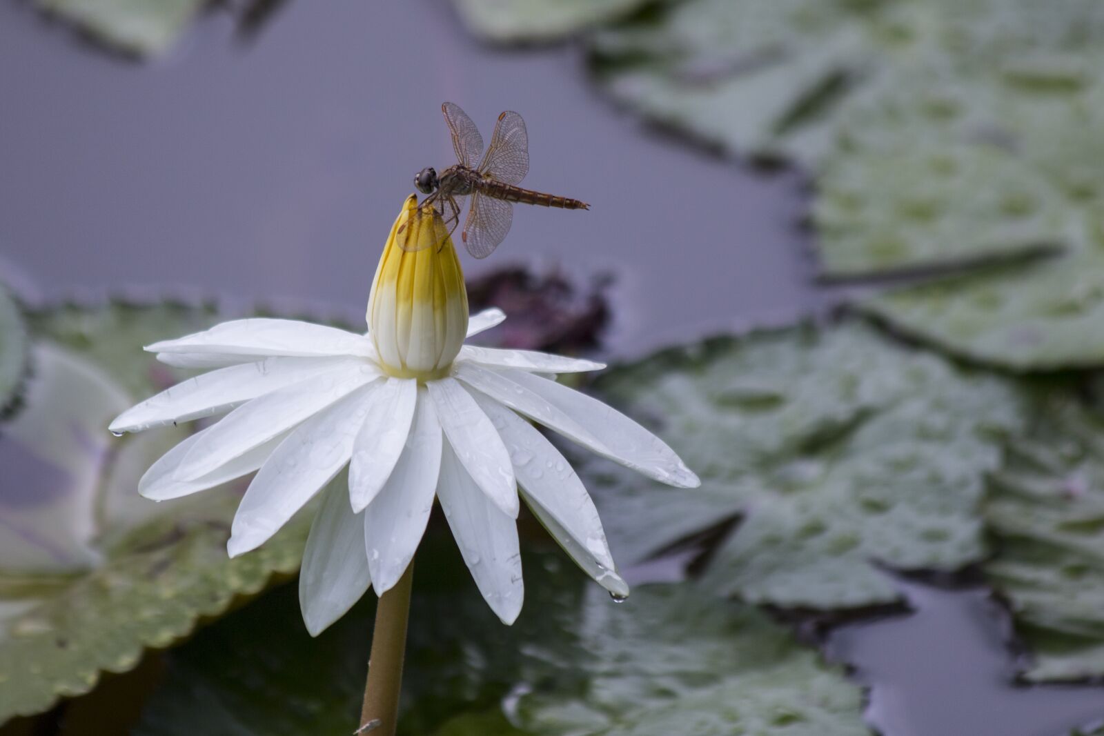 Canon EOS 70D sample photo. Dragonfly, lotus, dragonfly flowers photography