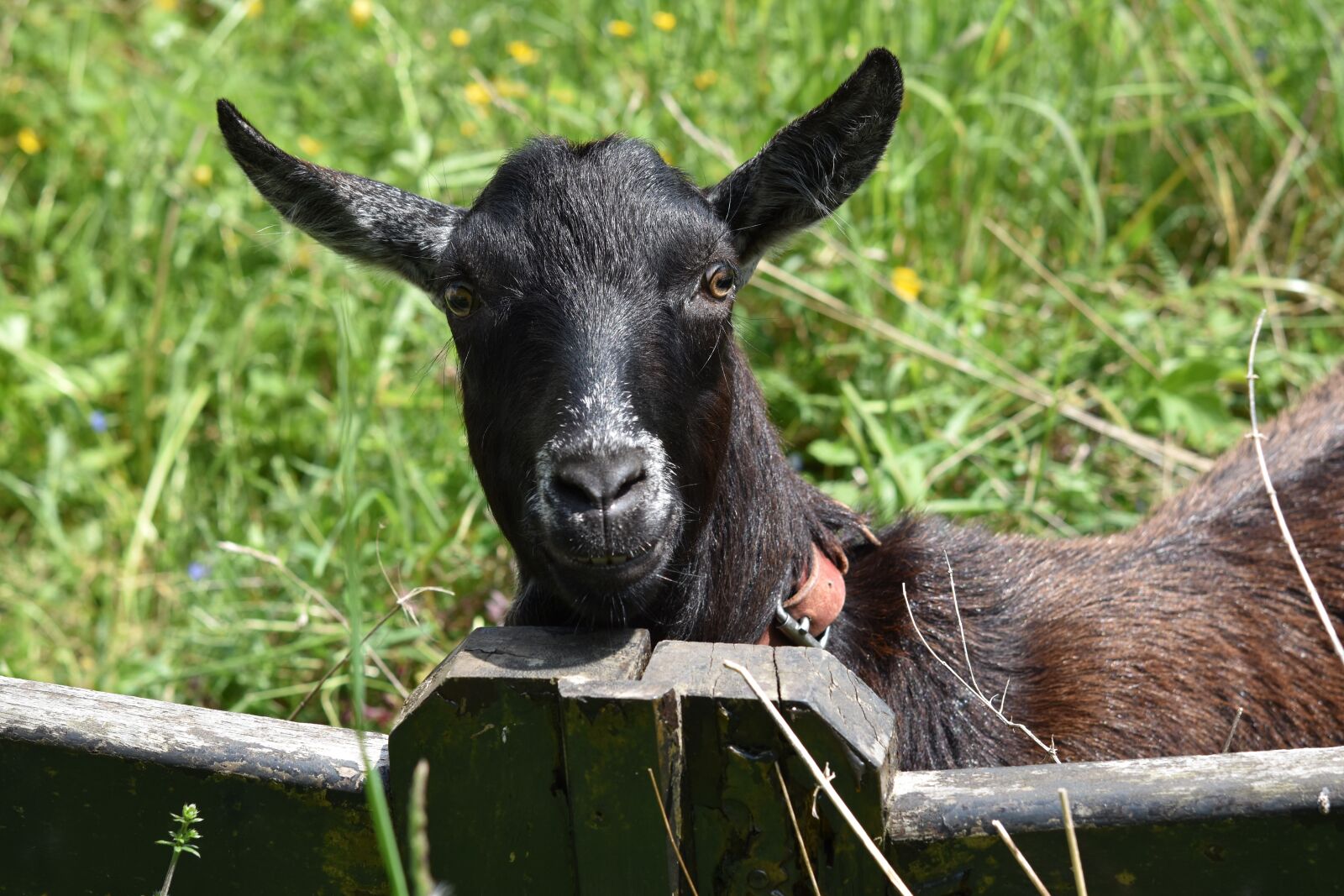 Nikon D5600 sample photo. Goat, herbivore, ruminants photography