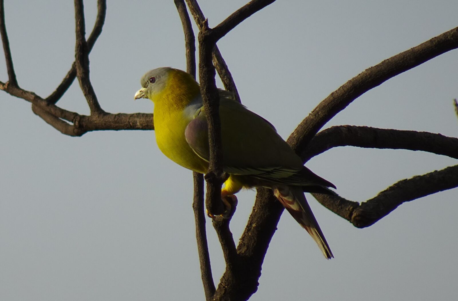 Sony DSC-WX800 sample photo. Bird, pigeon, yfgp photography