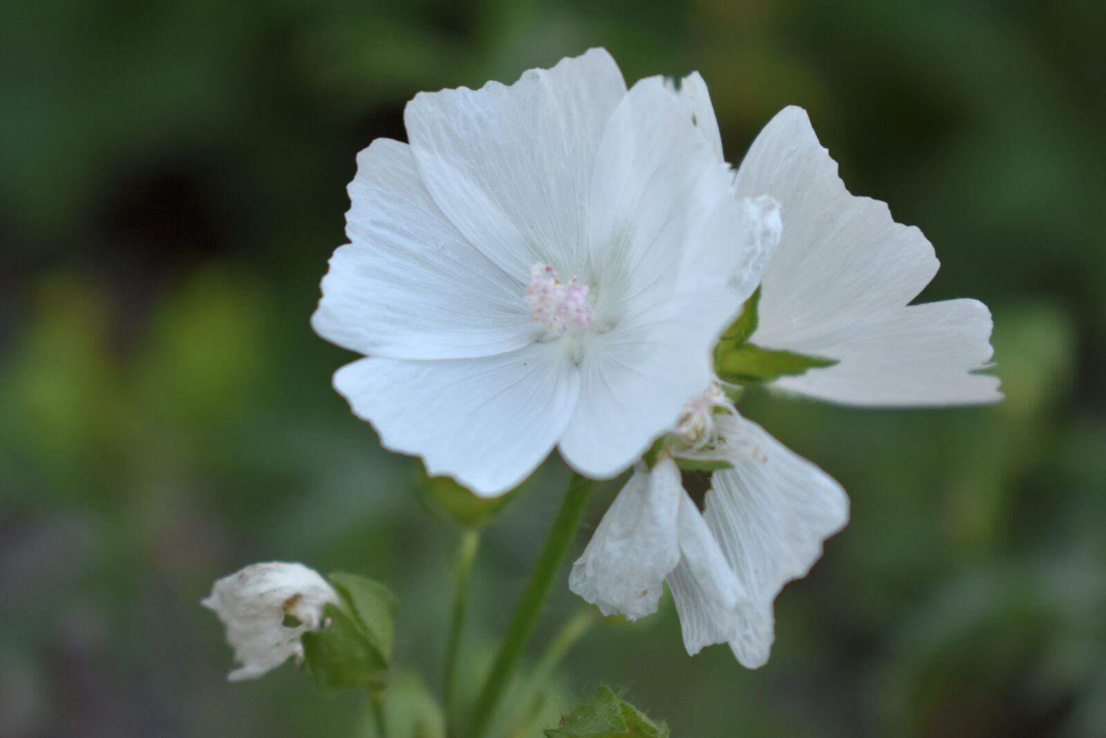 Nikon D3400 sample photo. Flower, white, bloom photography