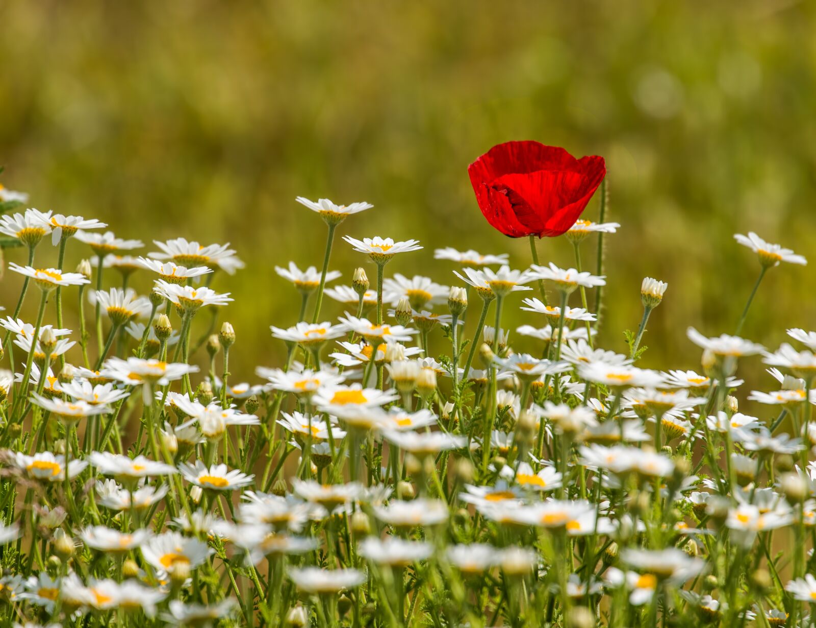 Canon EOS 70D + Canon EF 70-300mm F4-5.6L IS USM sample photo. Poppy, daisy, flowers photography
