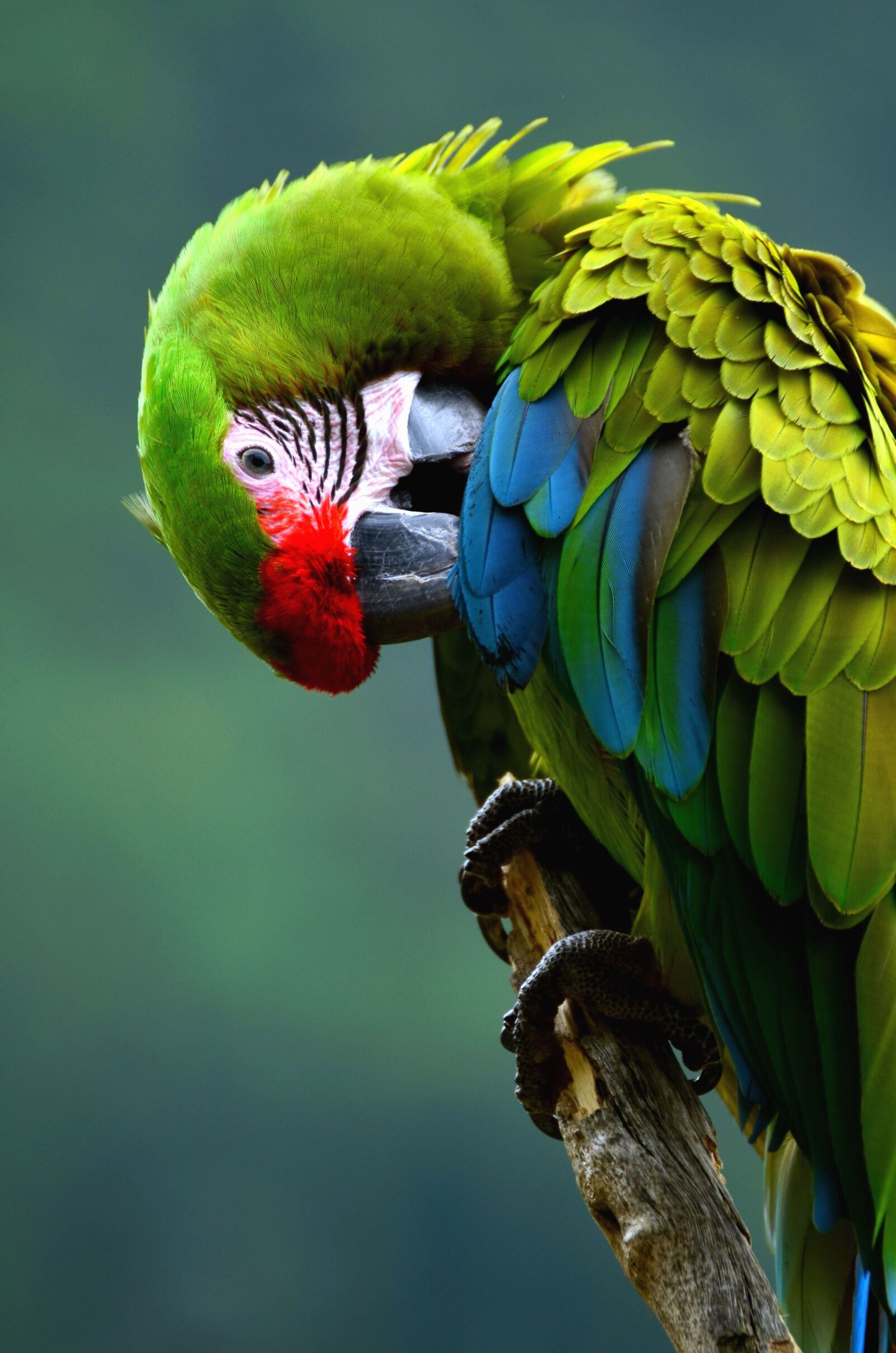 Nikon D5100 sample photo. Macaw parrot, bird, color photography