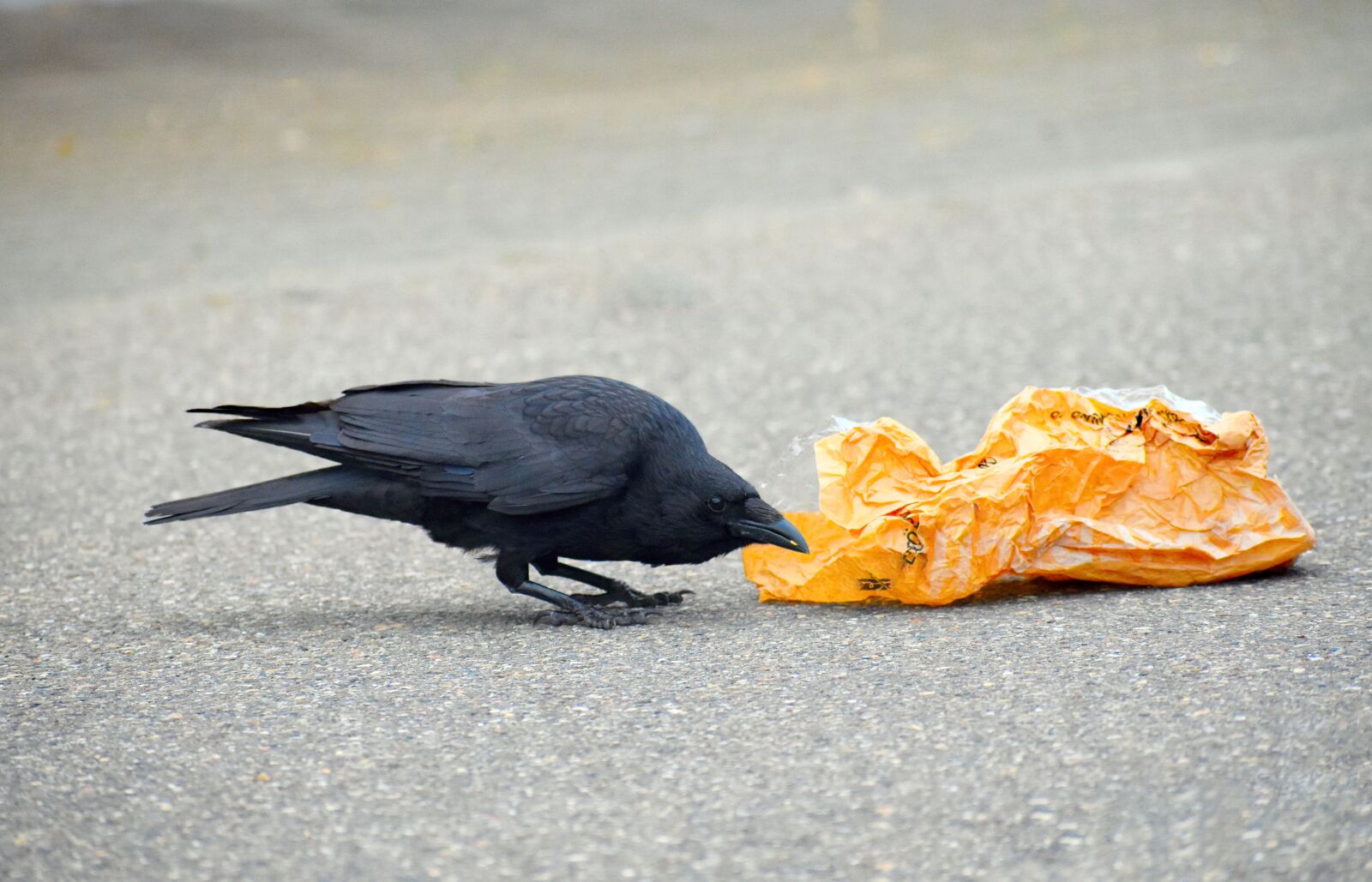 Nikon D3500 sample photo. Carrion crow, cabbage rabe photography