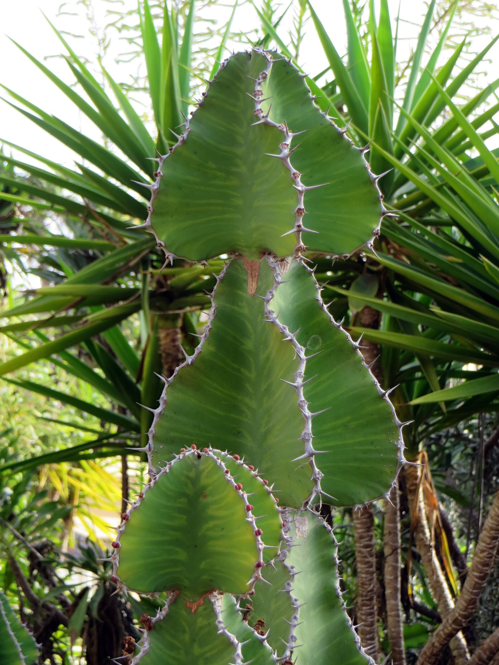 Canon PowerShot SX270 HS sample photo. Euphorbia, euphorbia trigona, cactus photography