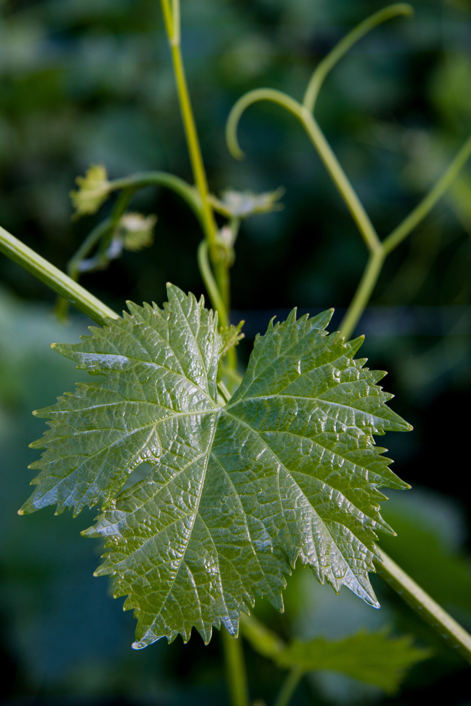 Canon EOS 50D sample photo. Weinbatt, winegrowing, entwine photography