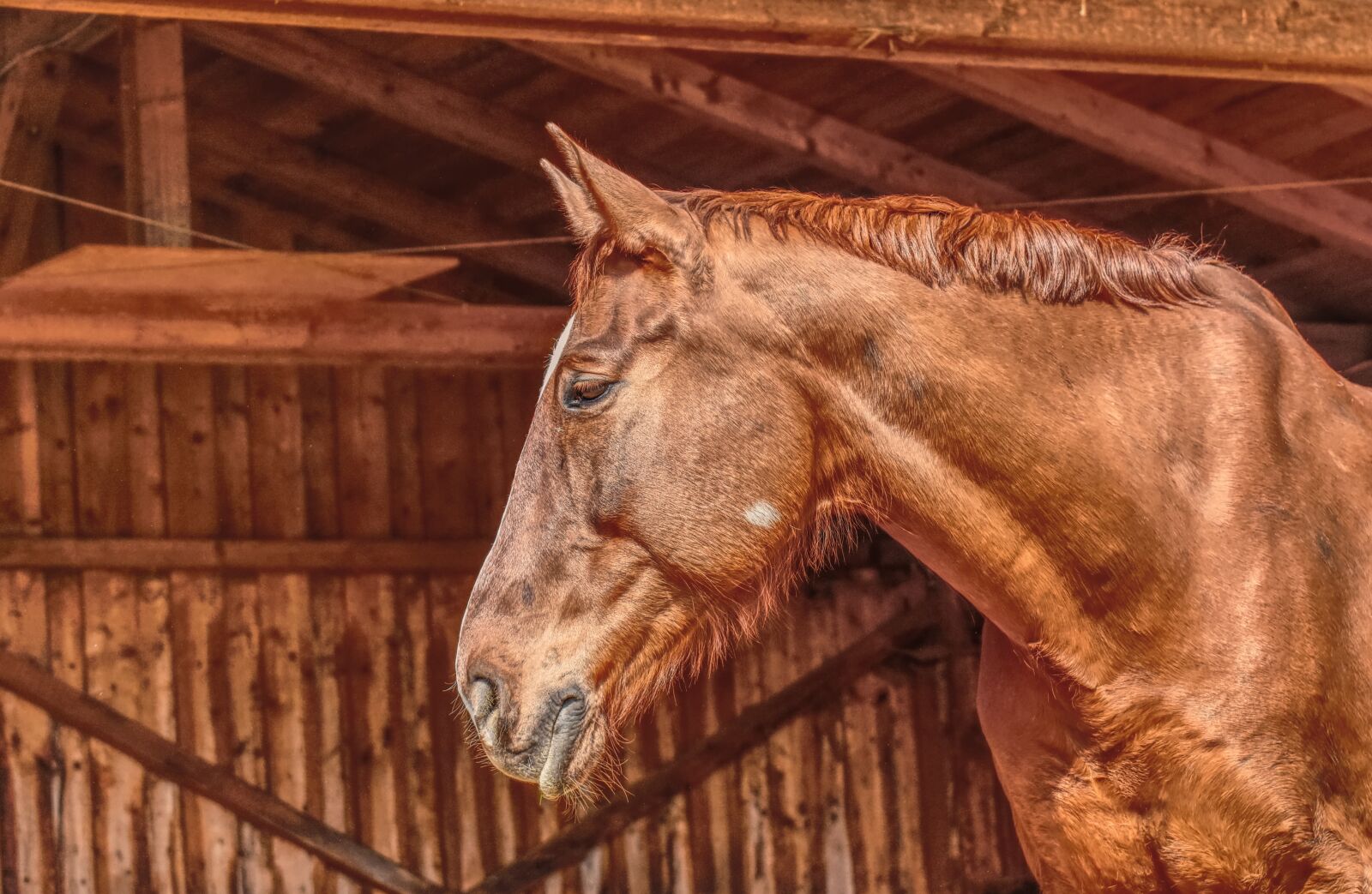 Nikon D7200 sample photo. Horse, stall, stallion photography