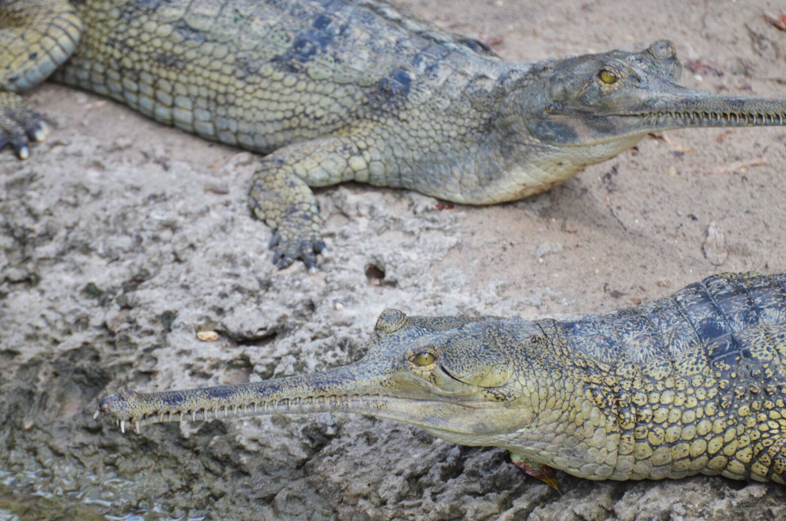 Nikon D5100 sample photo. Gharial, crocodile, reptile photography