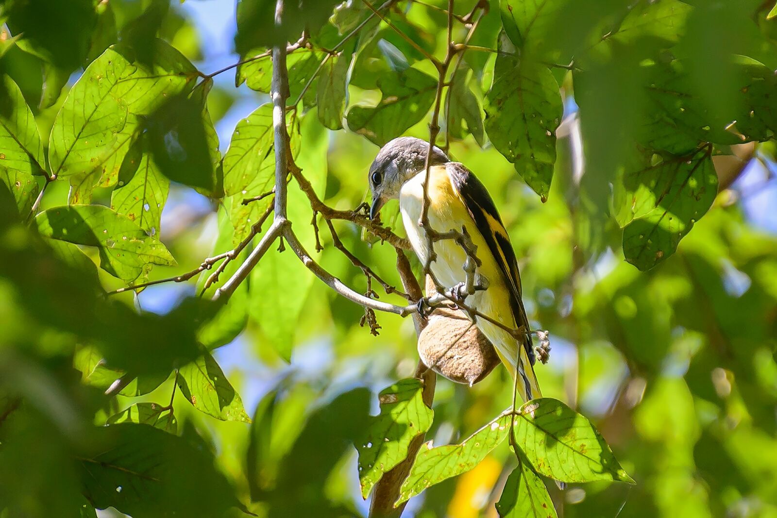 Nikon D7100 sample photo. Nature, green photography