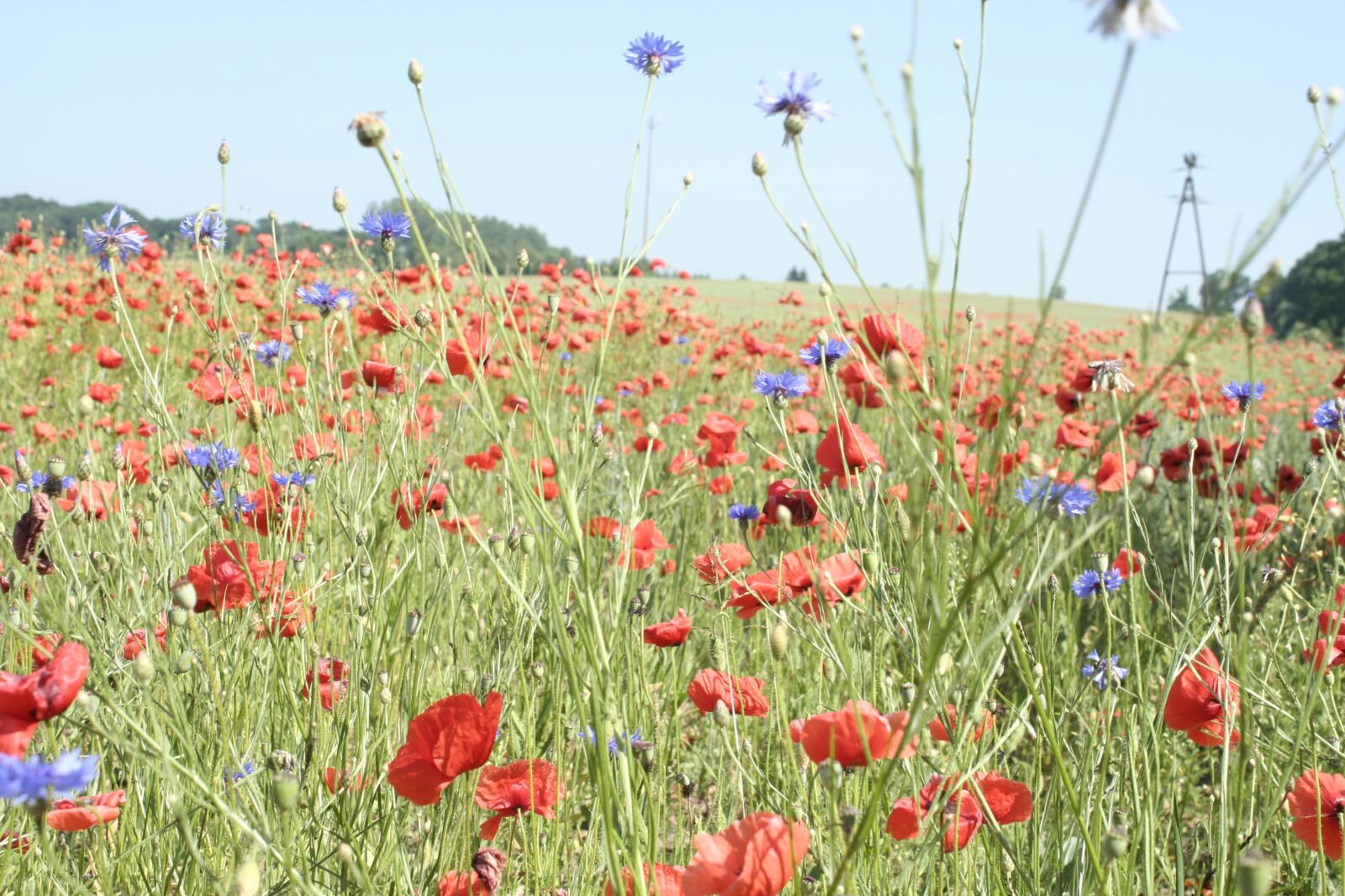 Canon EOS 350D (EOS Digital Rebel XT / EOS Kiss Digital N) sample photo. Poppy, field, meadow photography